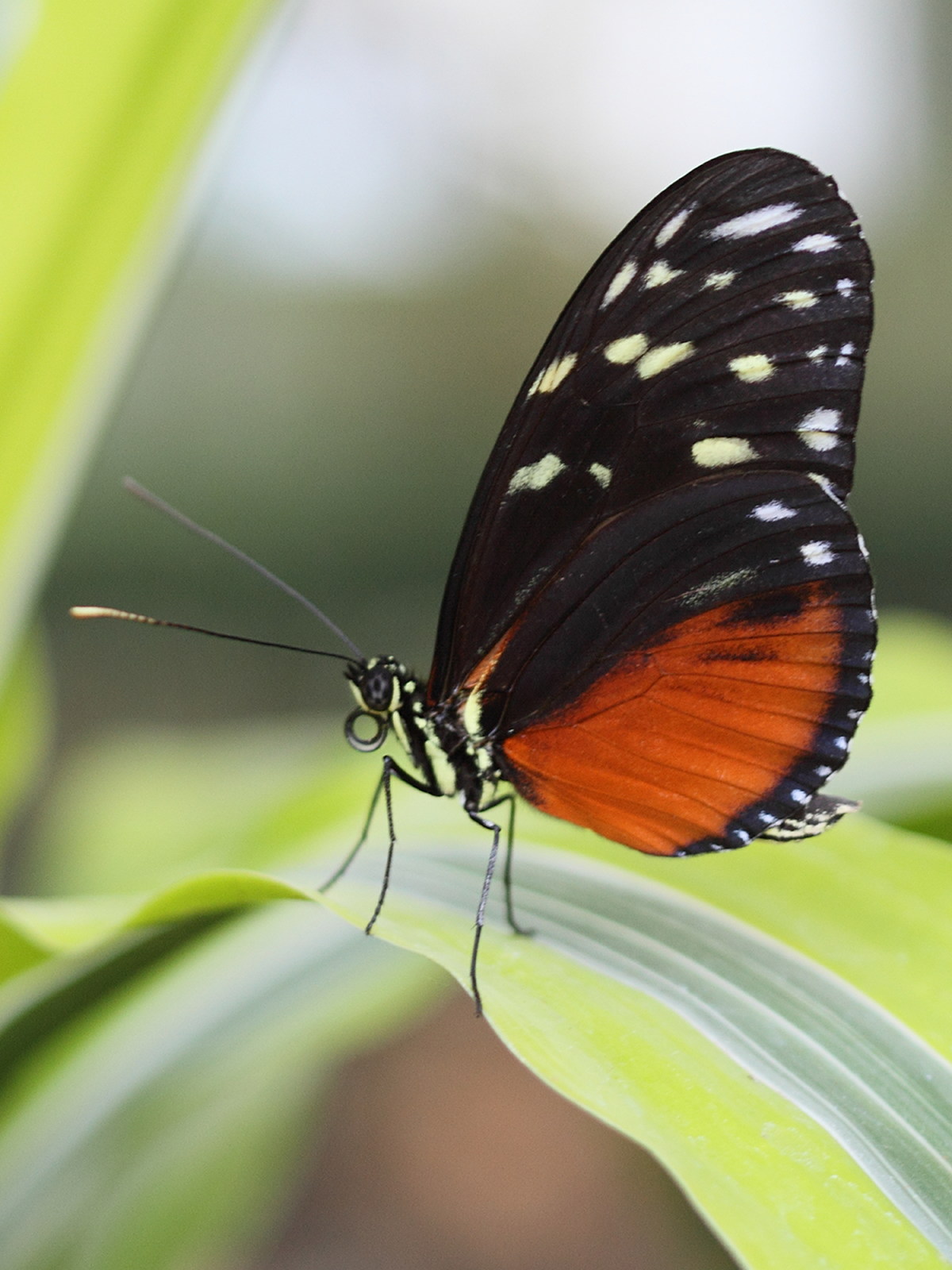 heliconius_hecale6bd