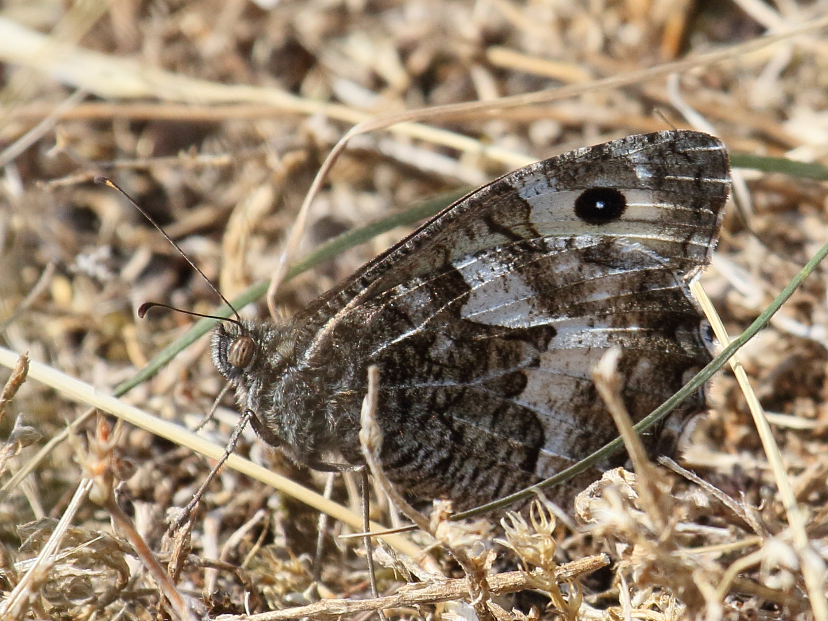 hipparchia_semele5bd