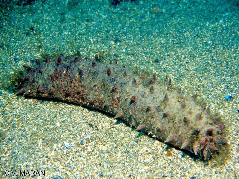 holothuria_tubulosa1vm