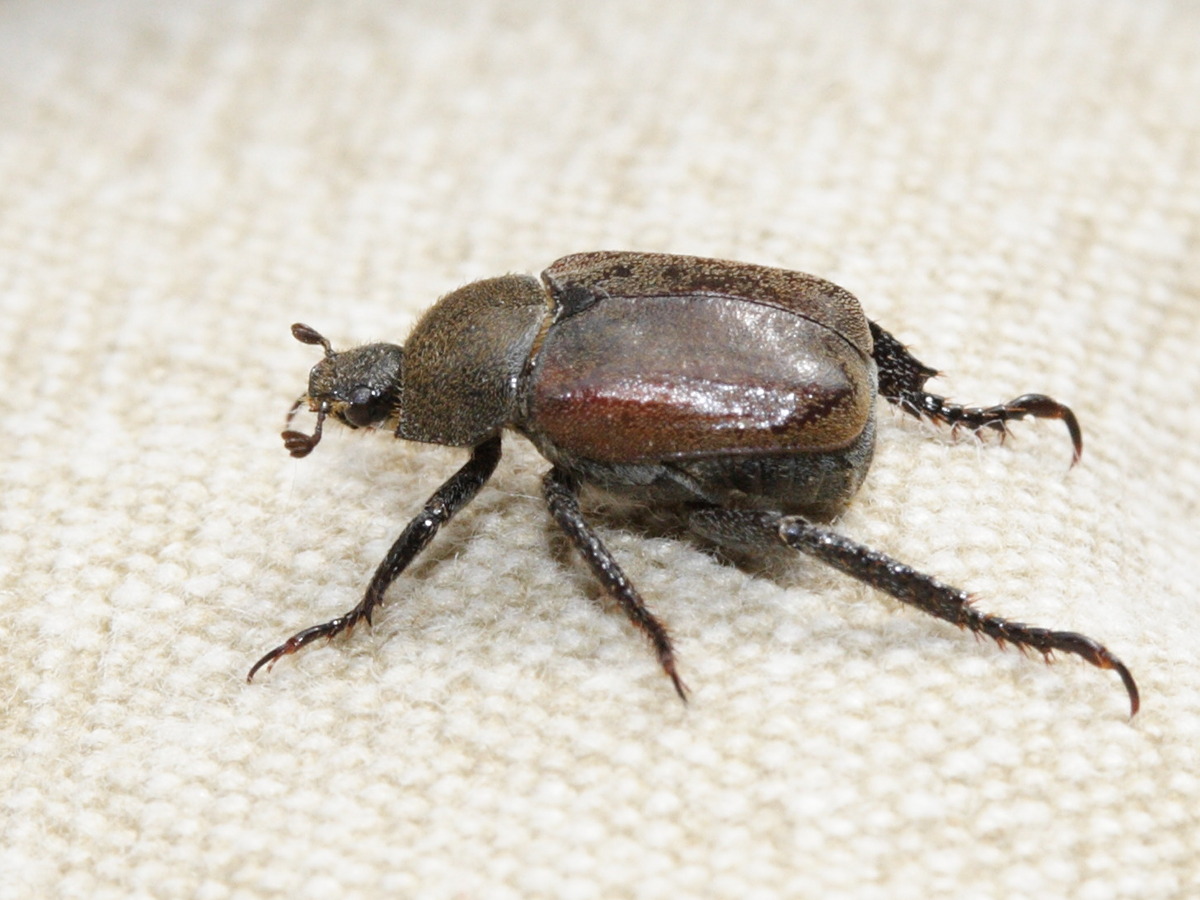 hoplia_philanthus2md