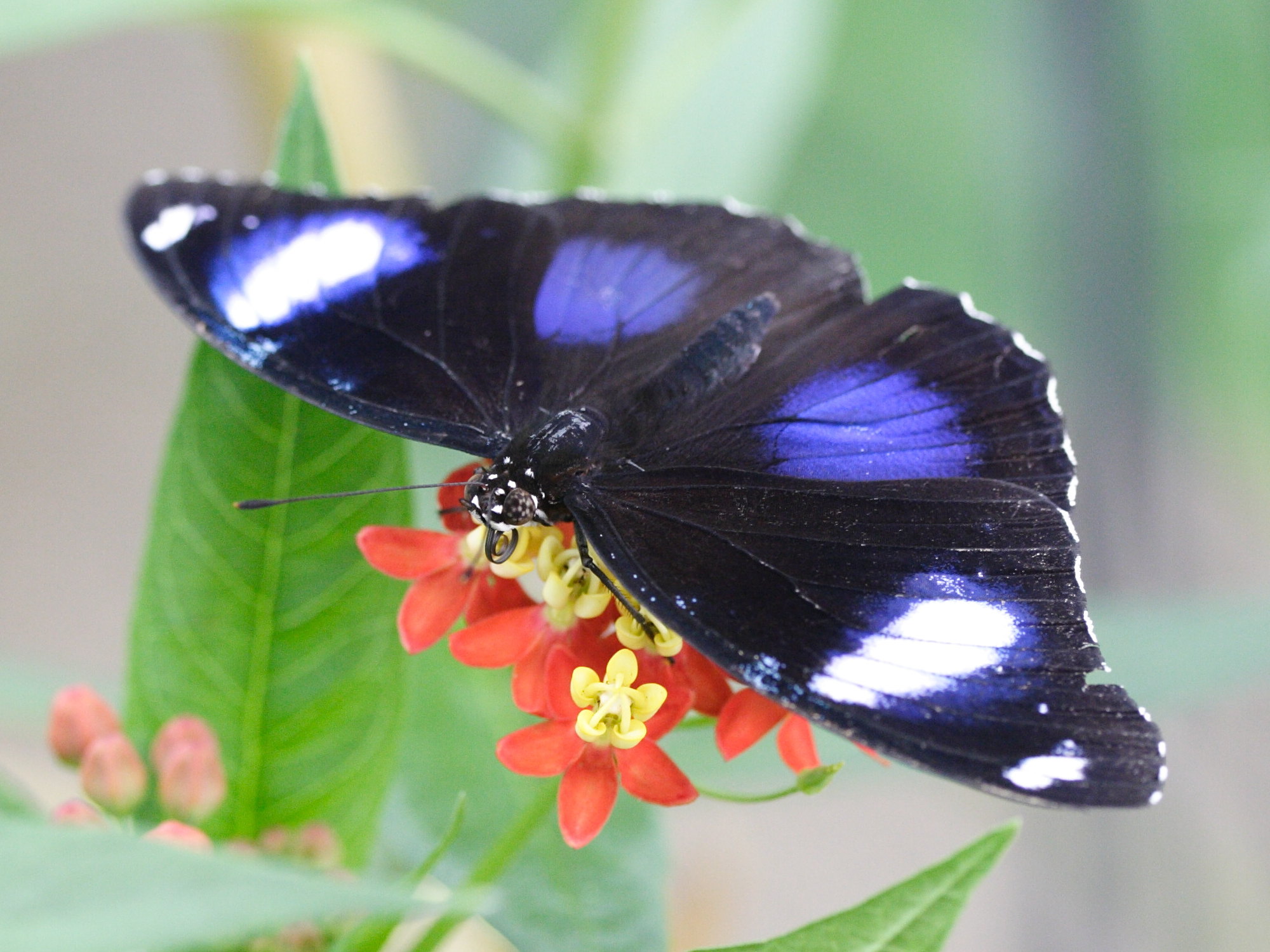 hypolimnas_bolina5md