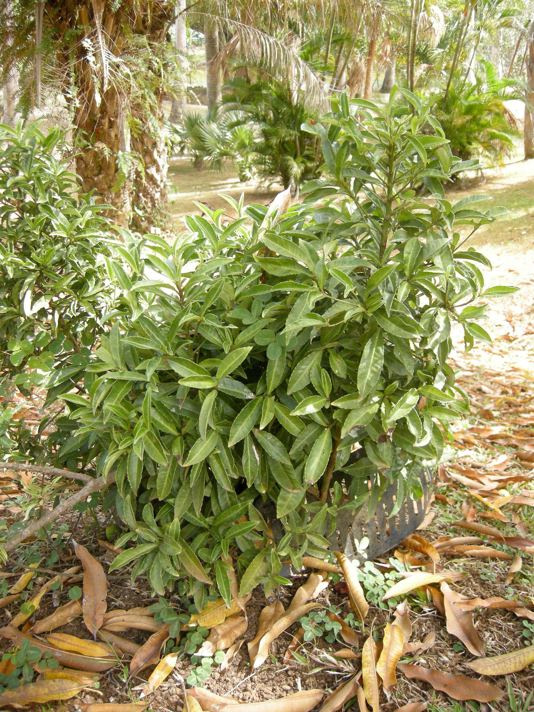 ilex_paraguariensis1md