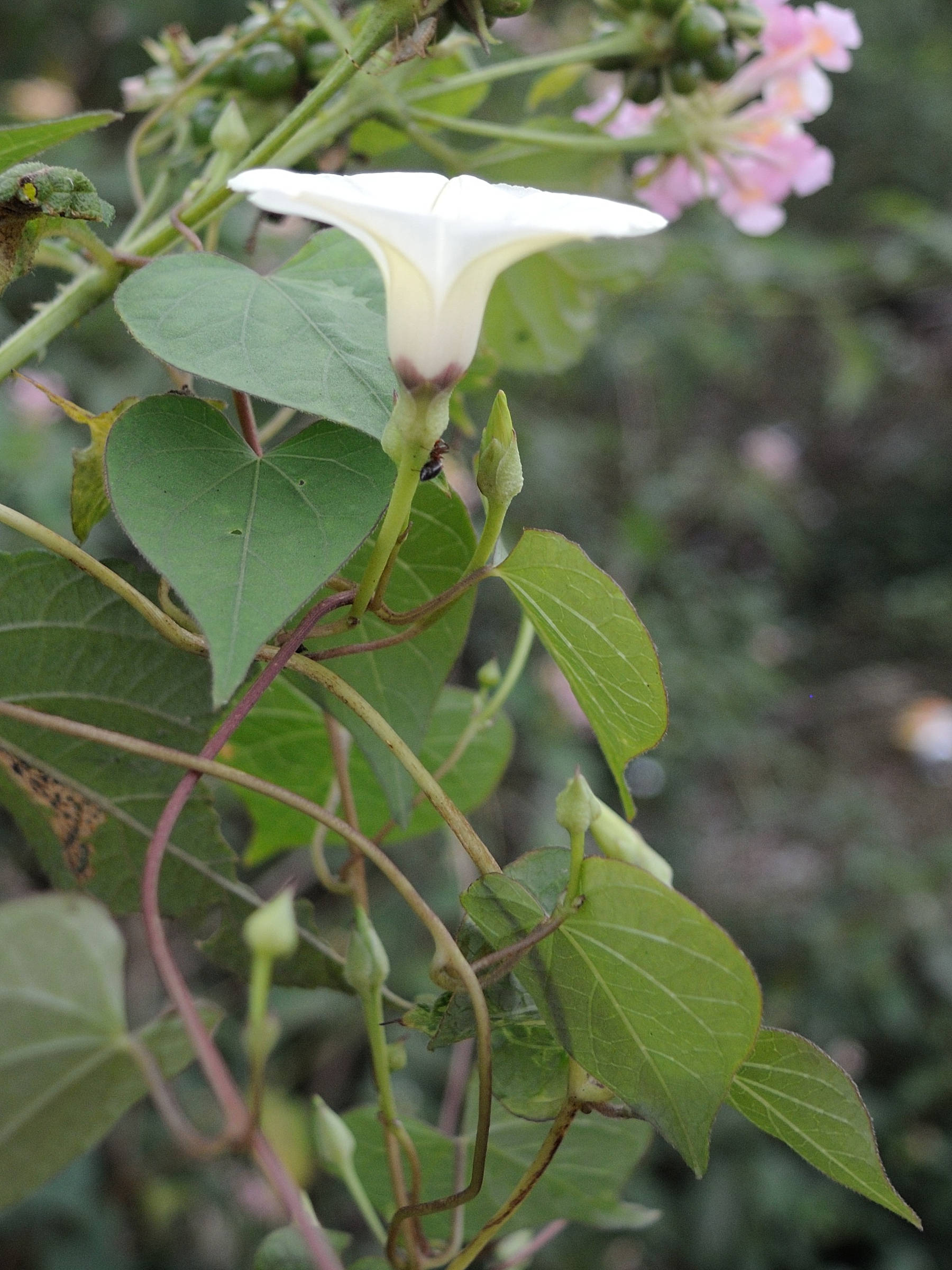 Afficher le média ipomoea_obscura3md ipomoea_obscura3md