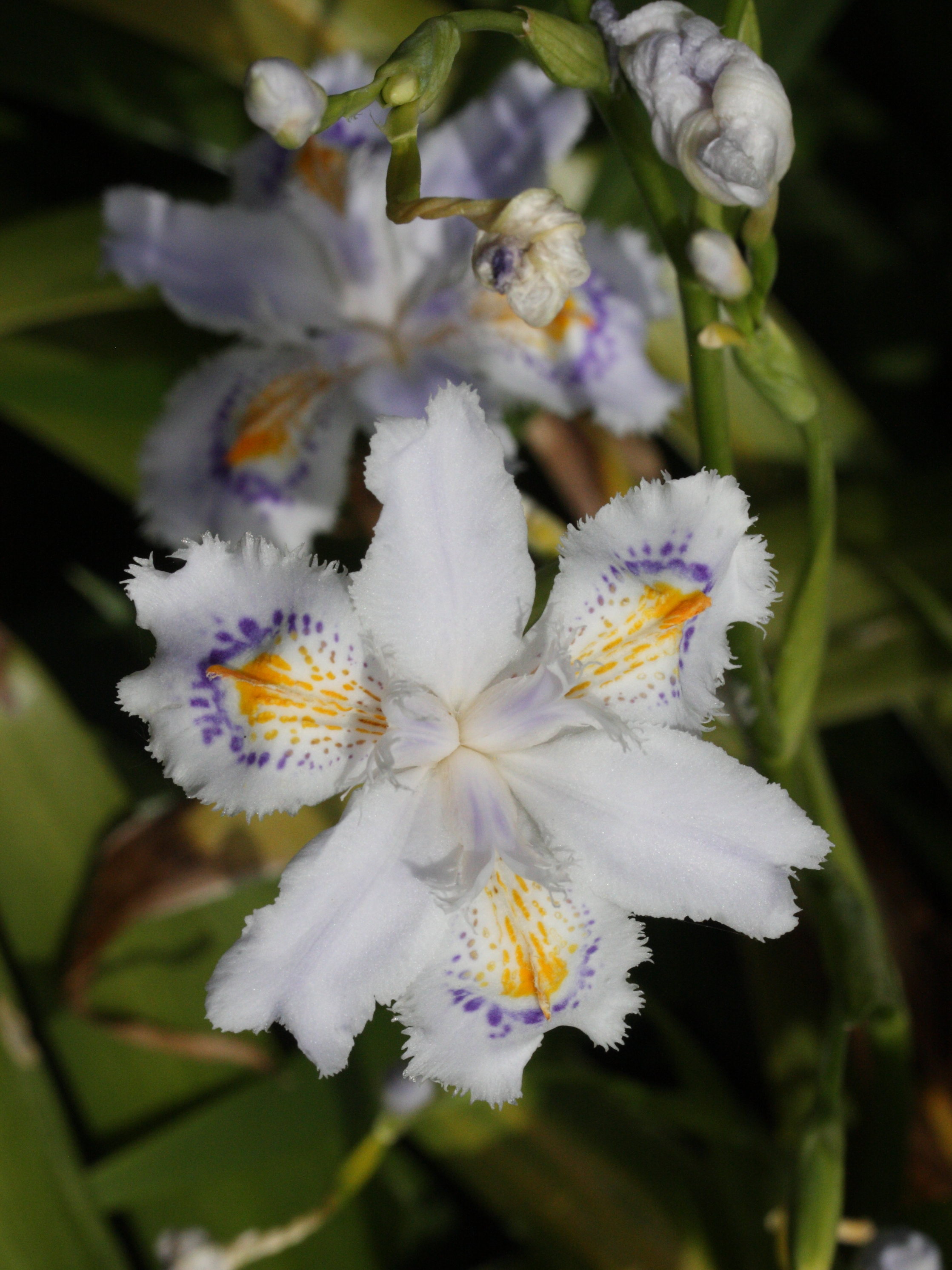 iris_japonica2md