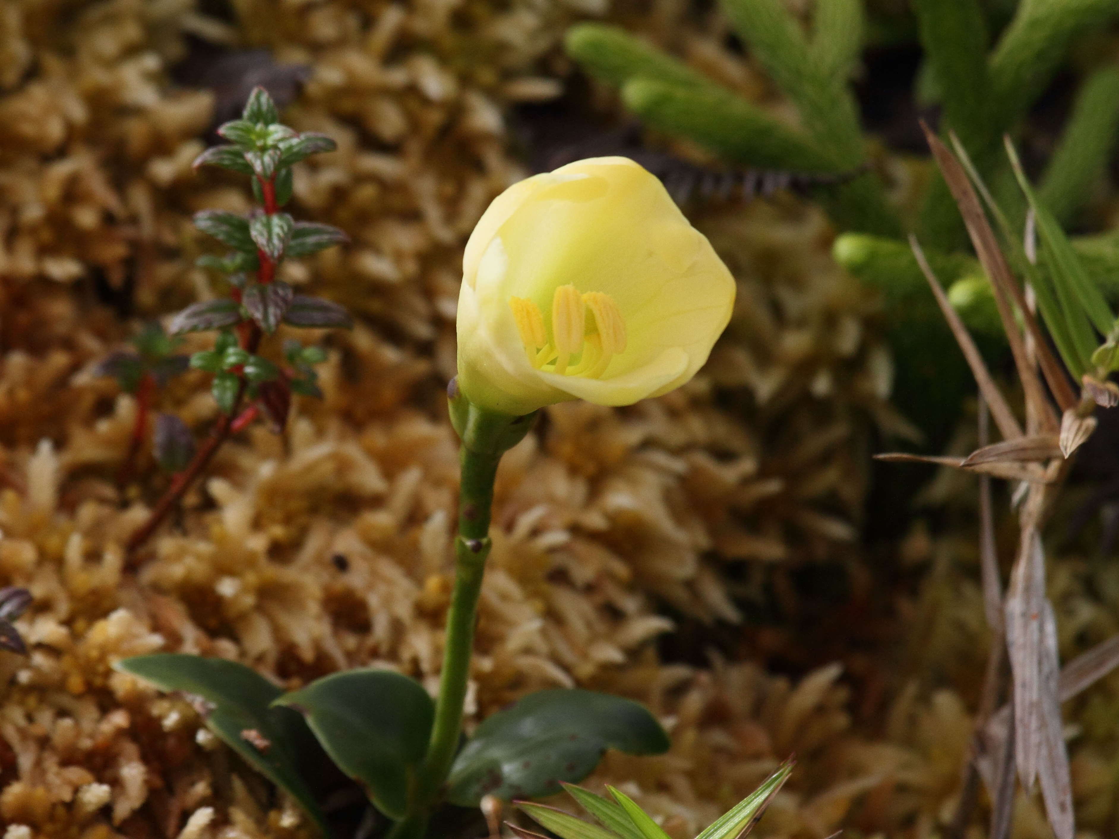 irlbachia_frigida2bd