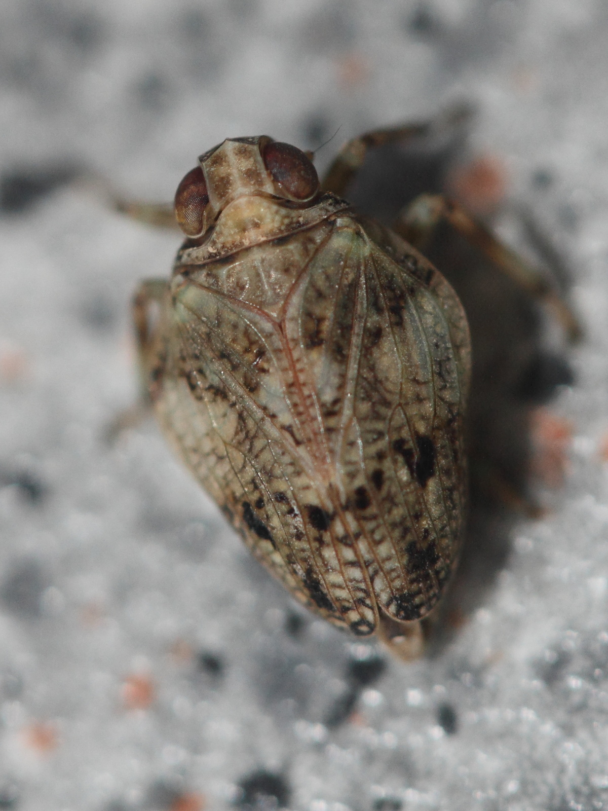 issus_coleoptratus3md