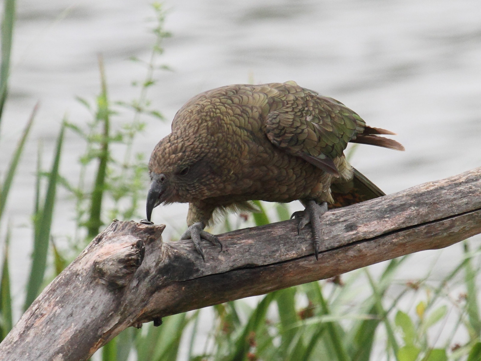 kea_-_nestor_notabilis4bd