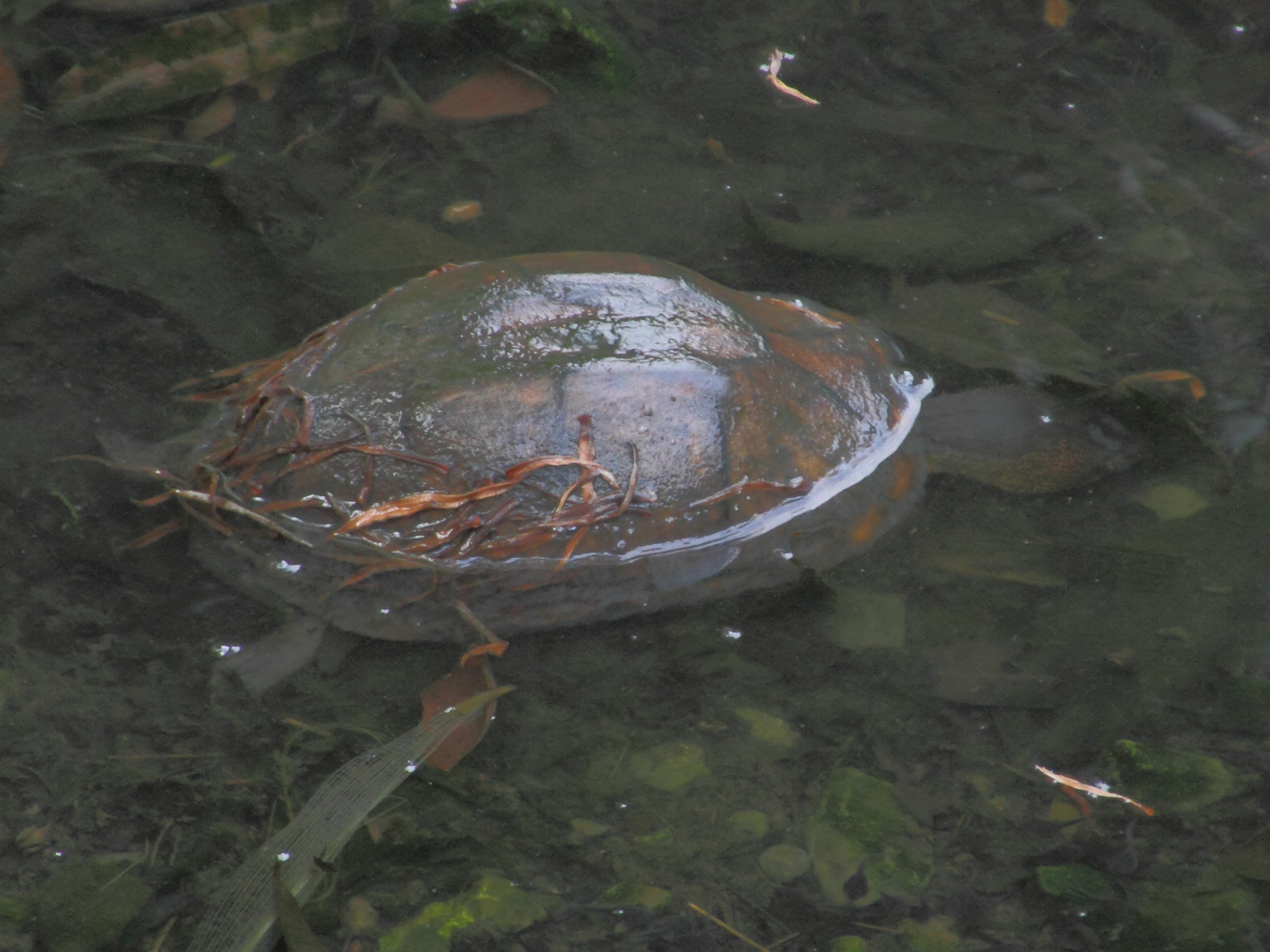 kinosternon_leucostomum1md