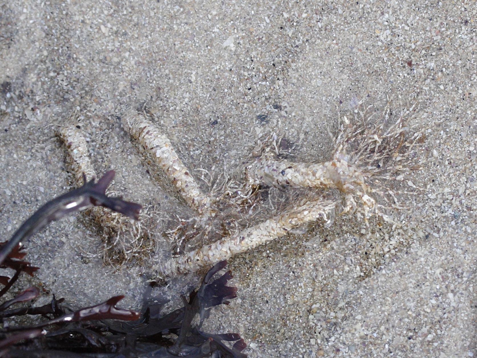 lanice_conchilega2md