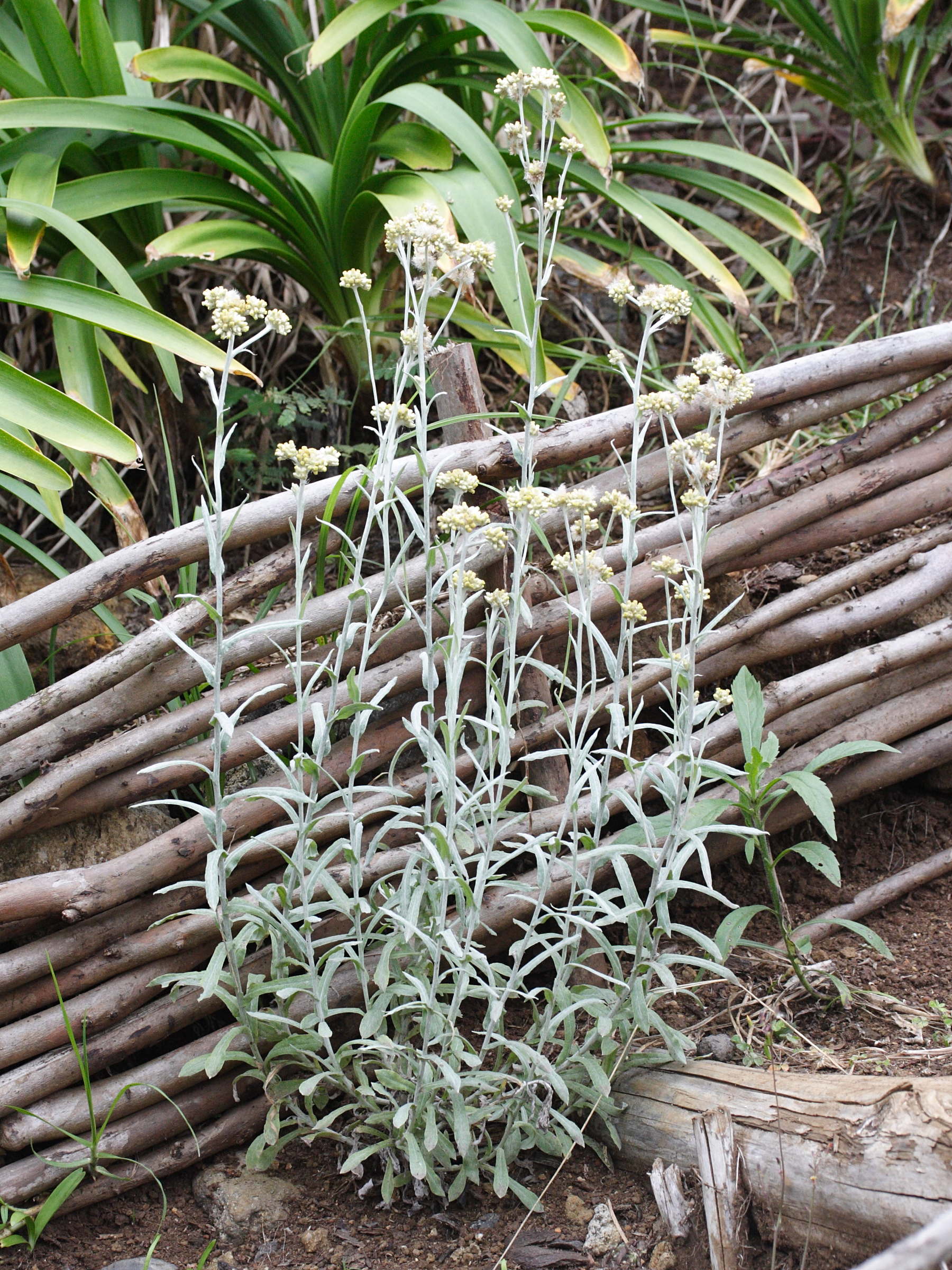 laphangium_luteoalbum1md