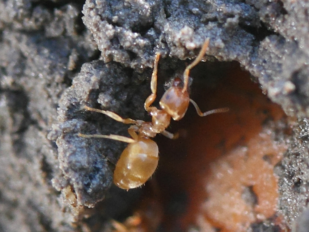 lasius_flavus2md