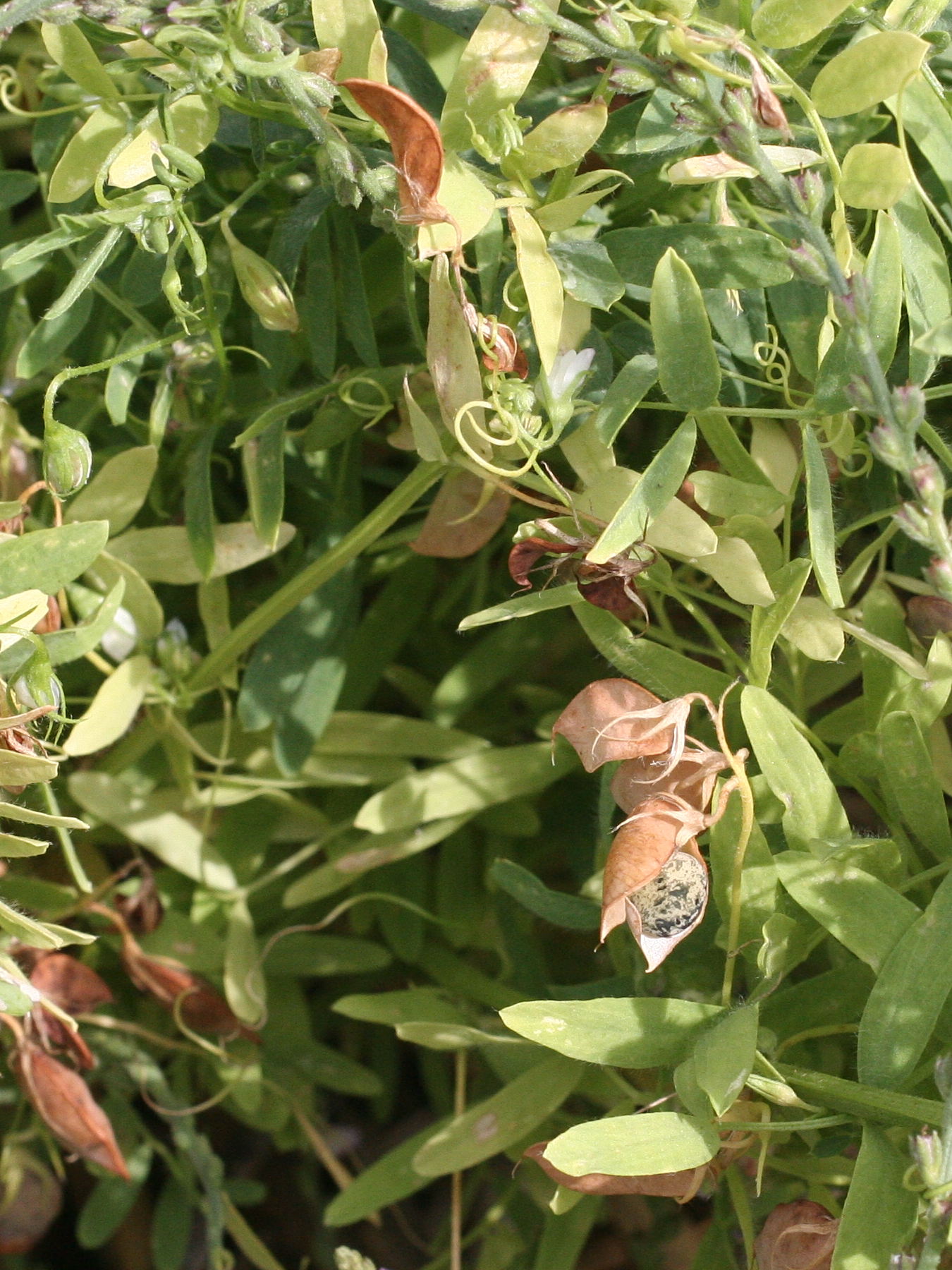 Afficher le média Lens_culinaris Lens_culinaris