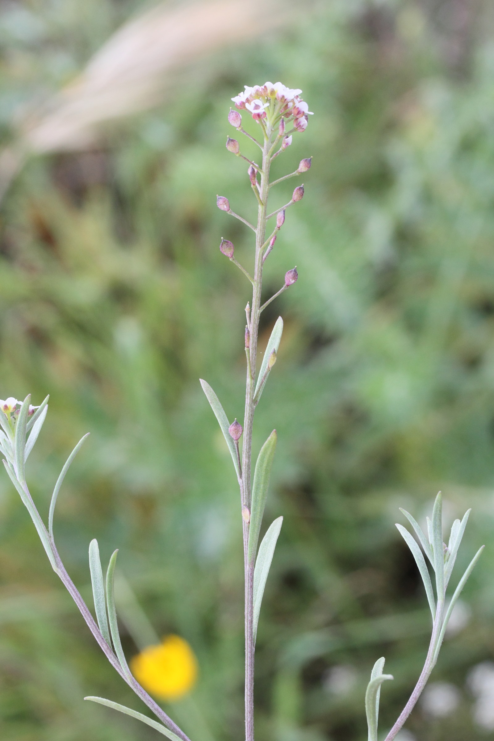 Afficher le média lobularia_maritima5md lobularia_maritima5md