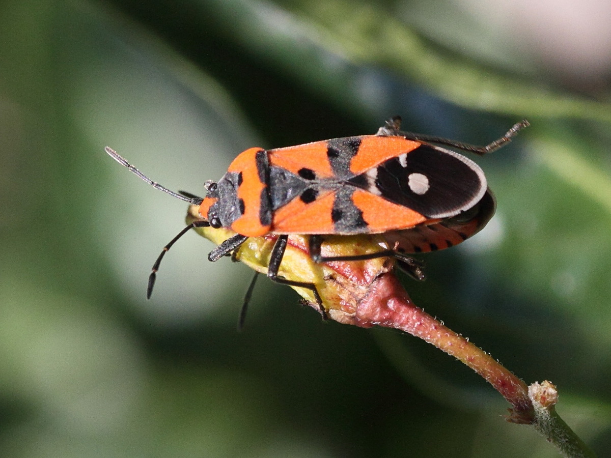 lygaeus_equestris3md