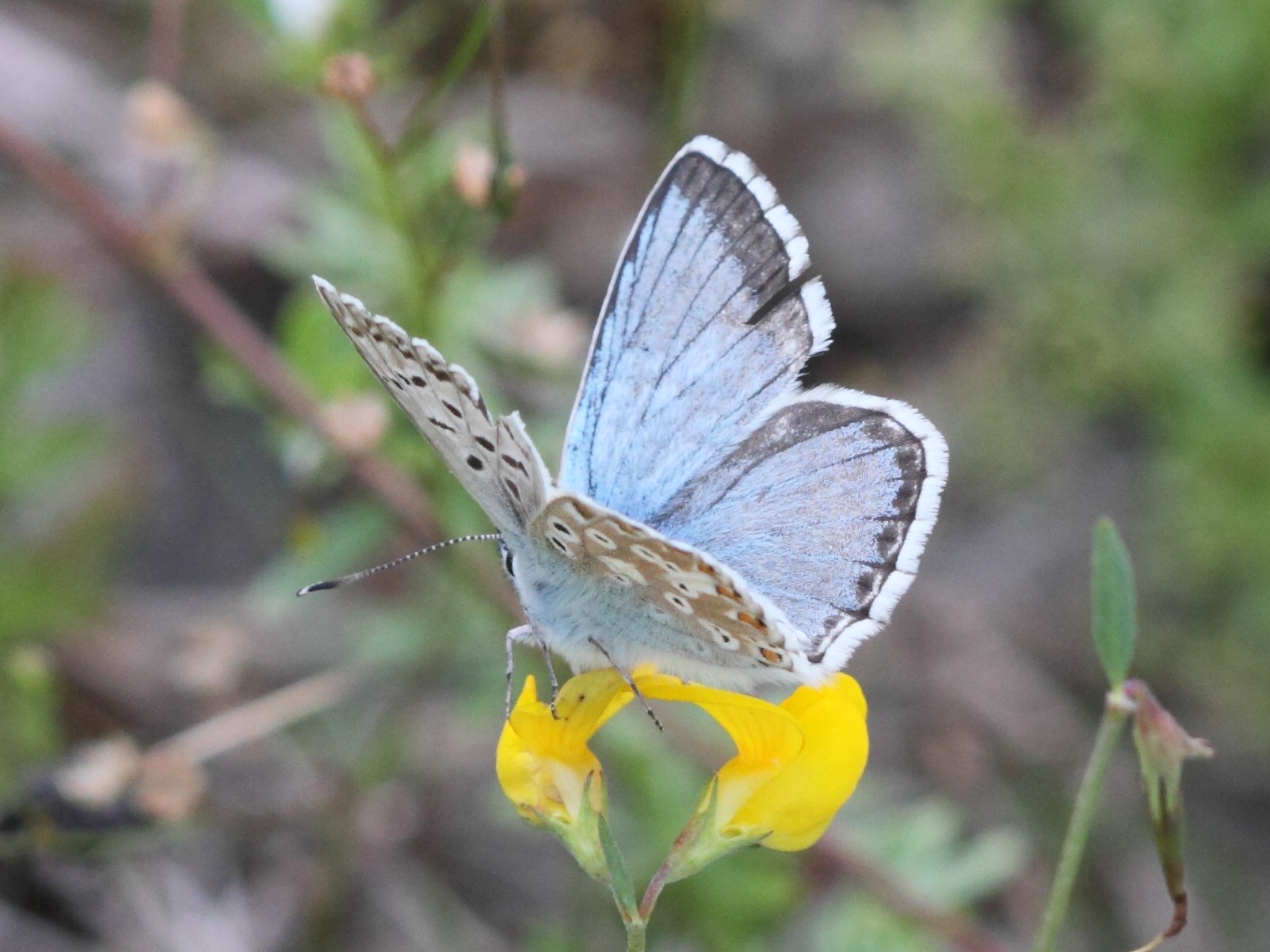 lysandra_coridon6abd