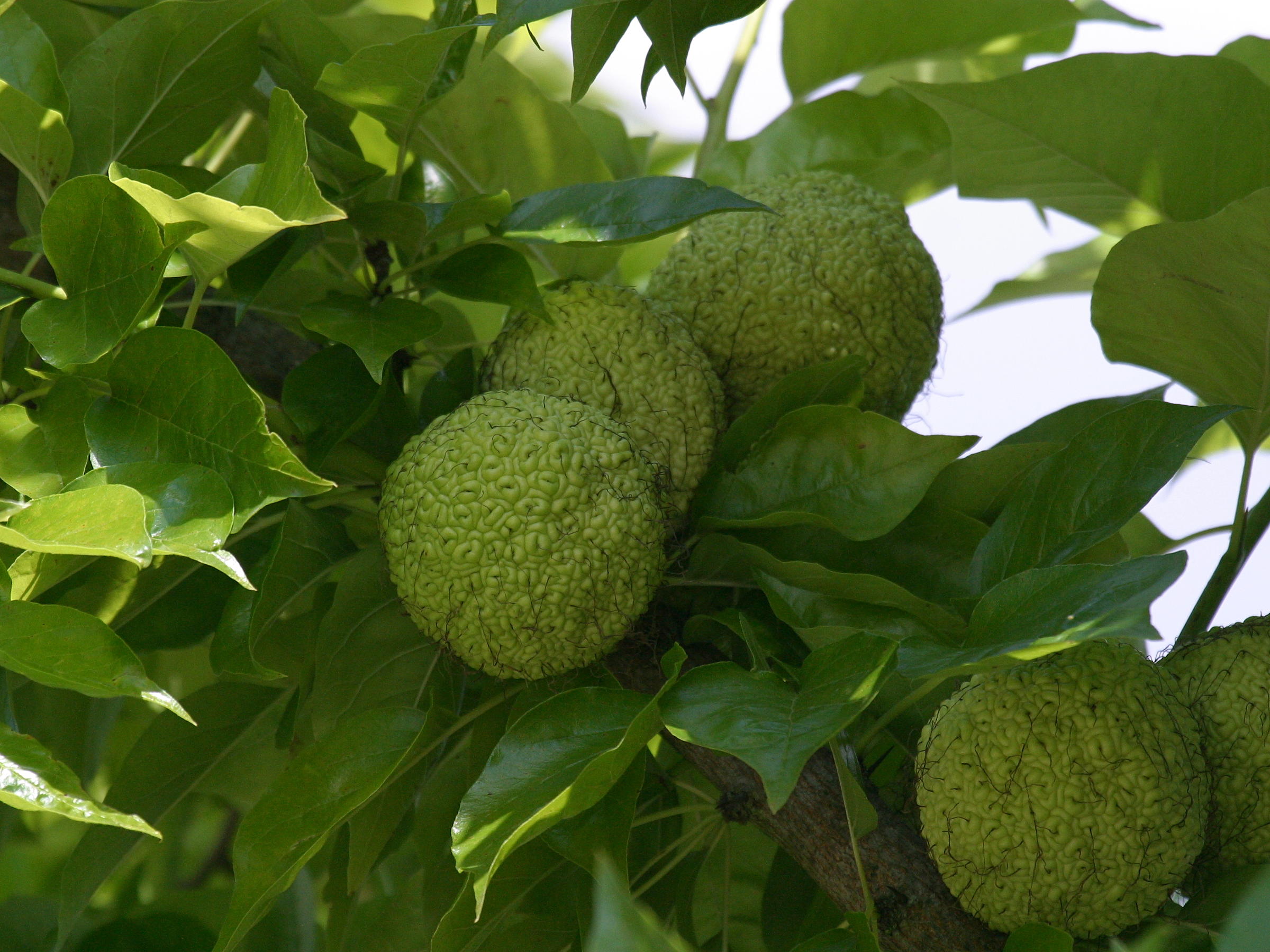 Afficher le média maclura_pomifera3md maclura_pomifera3md