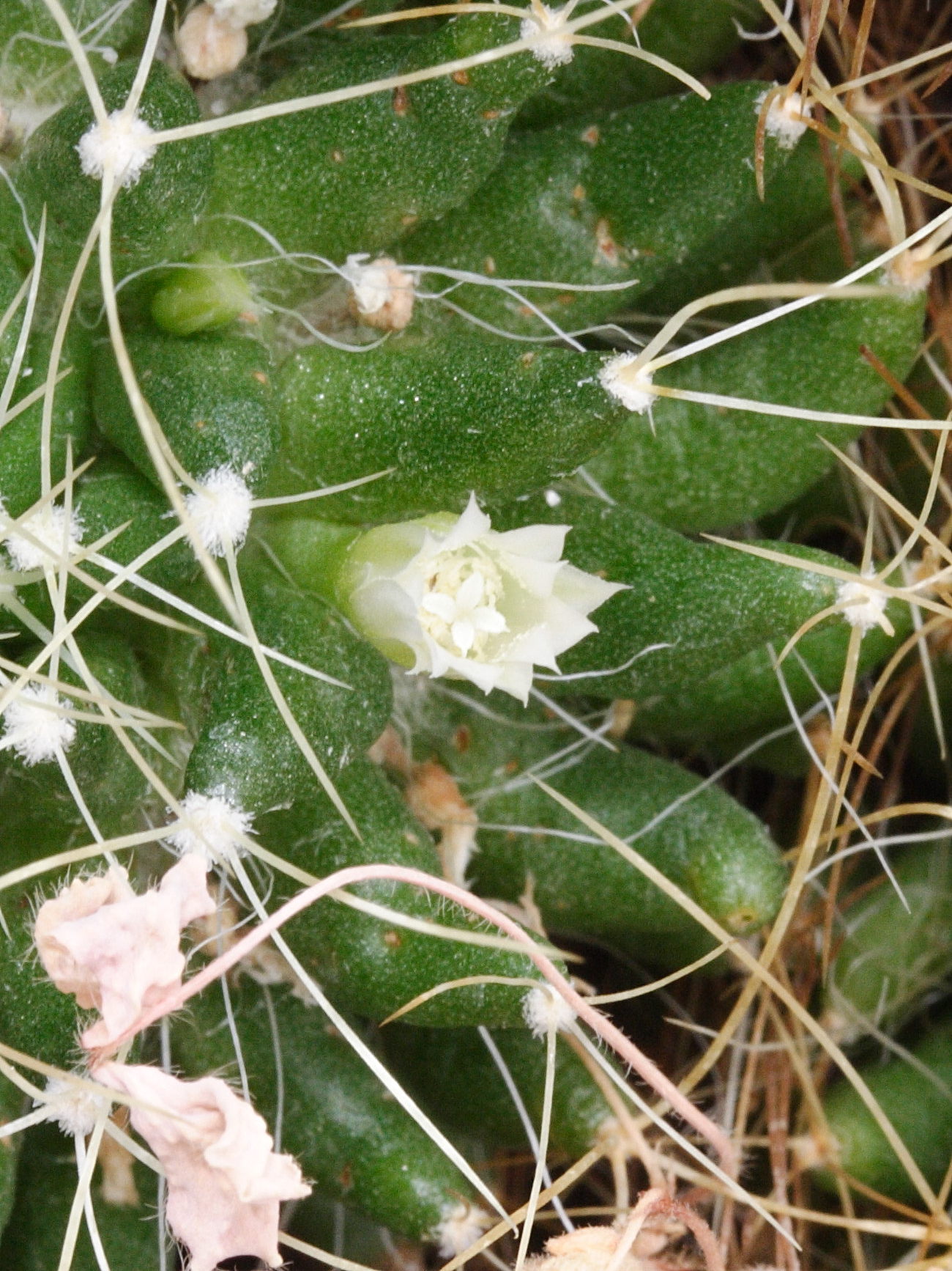 mammillaria_camptotricha2md