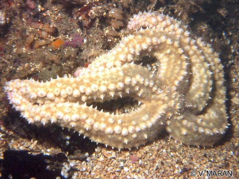 marthasterias_glacialis3vm