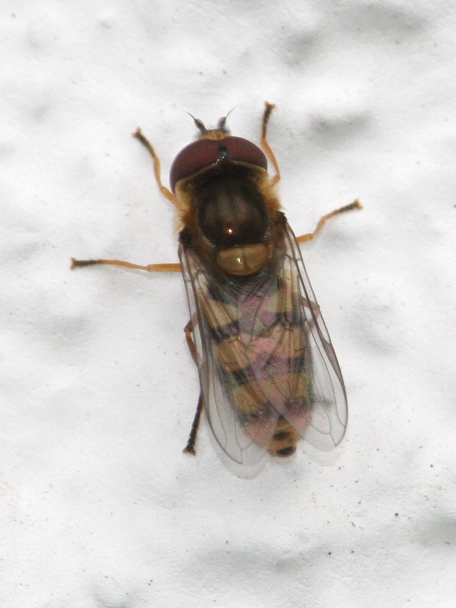 metasyrphus_corollae3md