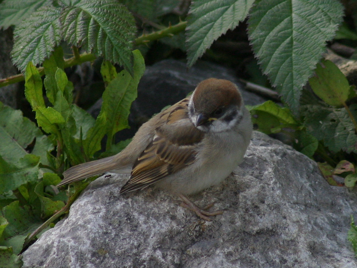moineau_friquet_-_passer_montanus3bd