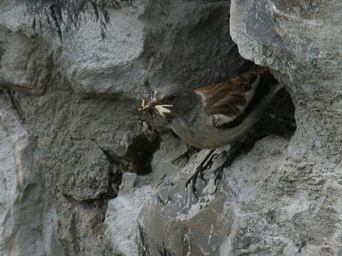 Montifringilla_nivalis