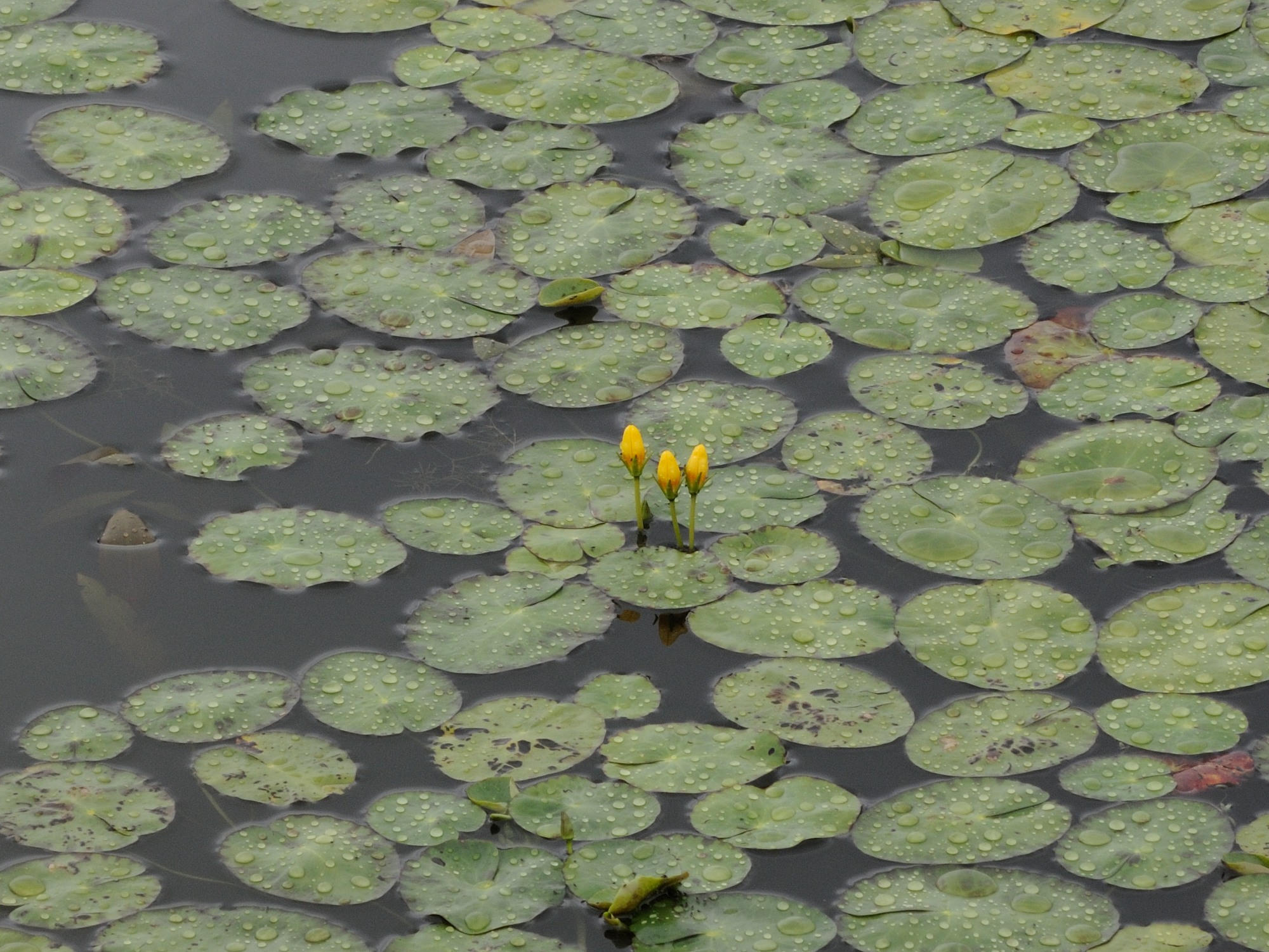 nymphoides_peltata6md