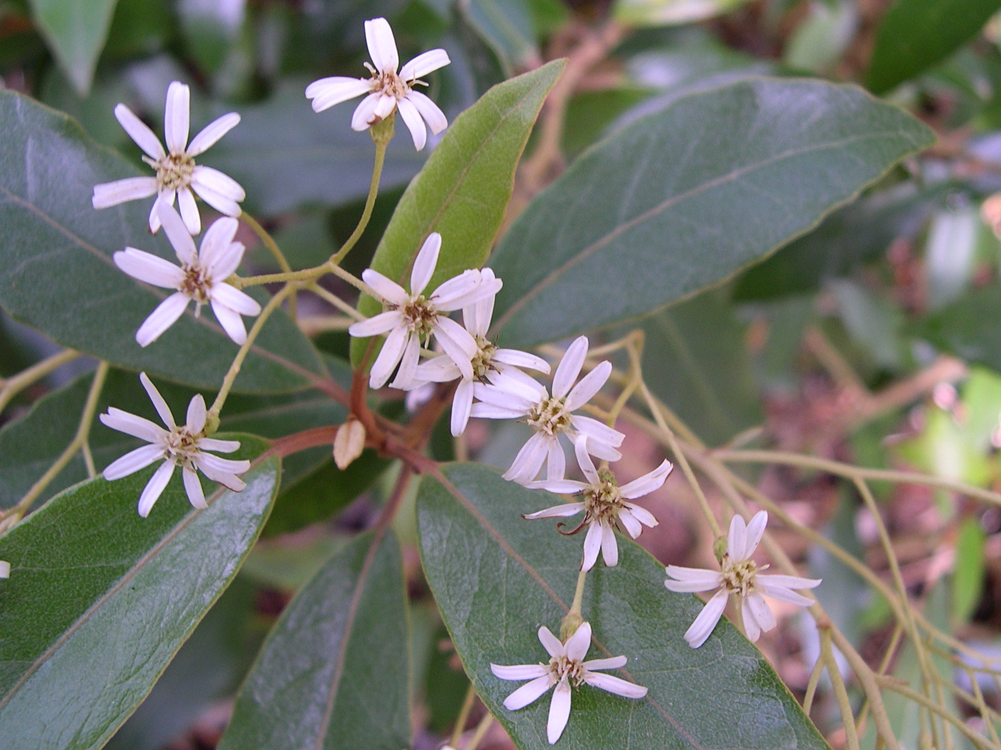 olearia_cheesemanii2md