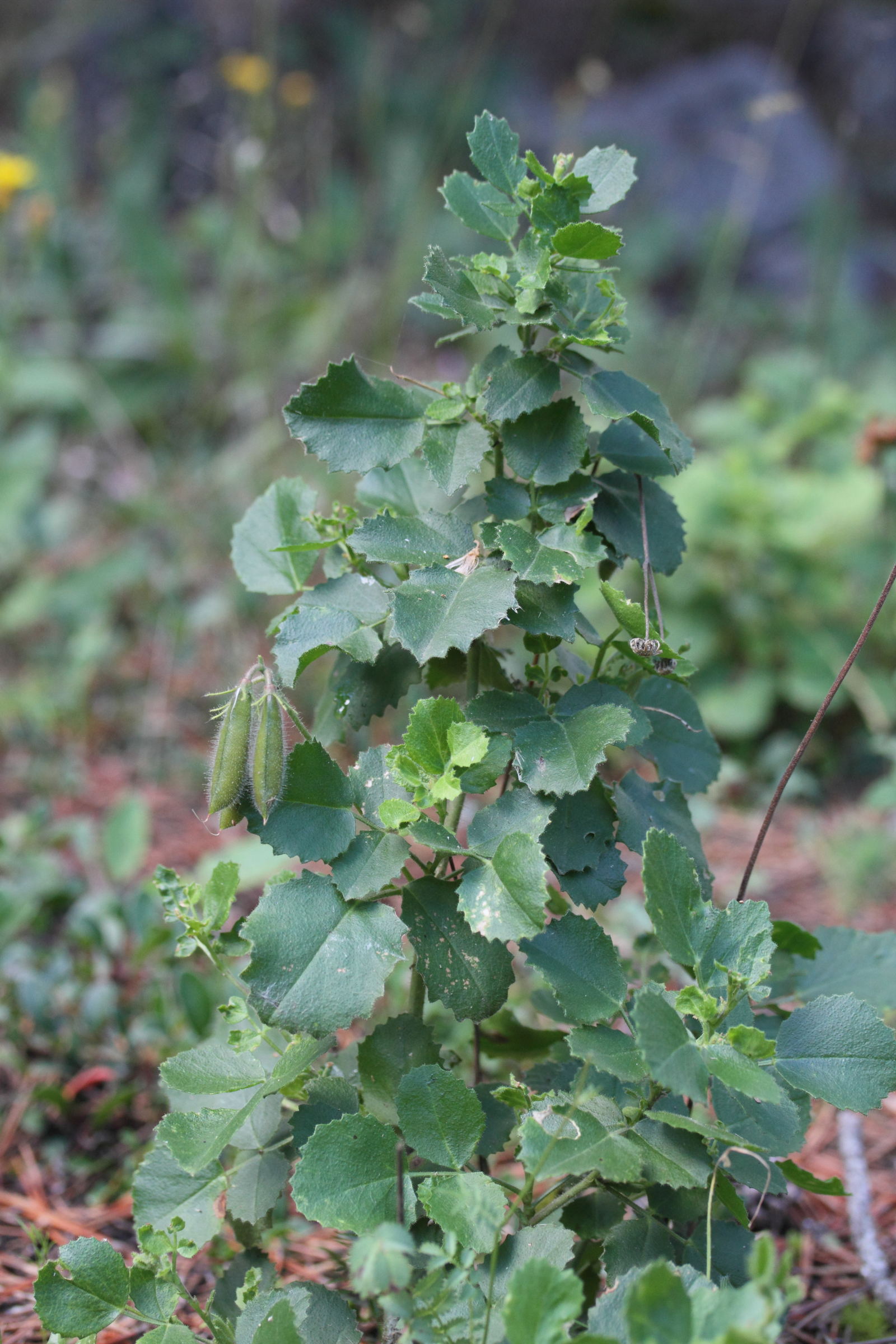 Afficher le média ononis_rotundifolia1md ononis_rotundifolia1md
