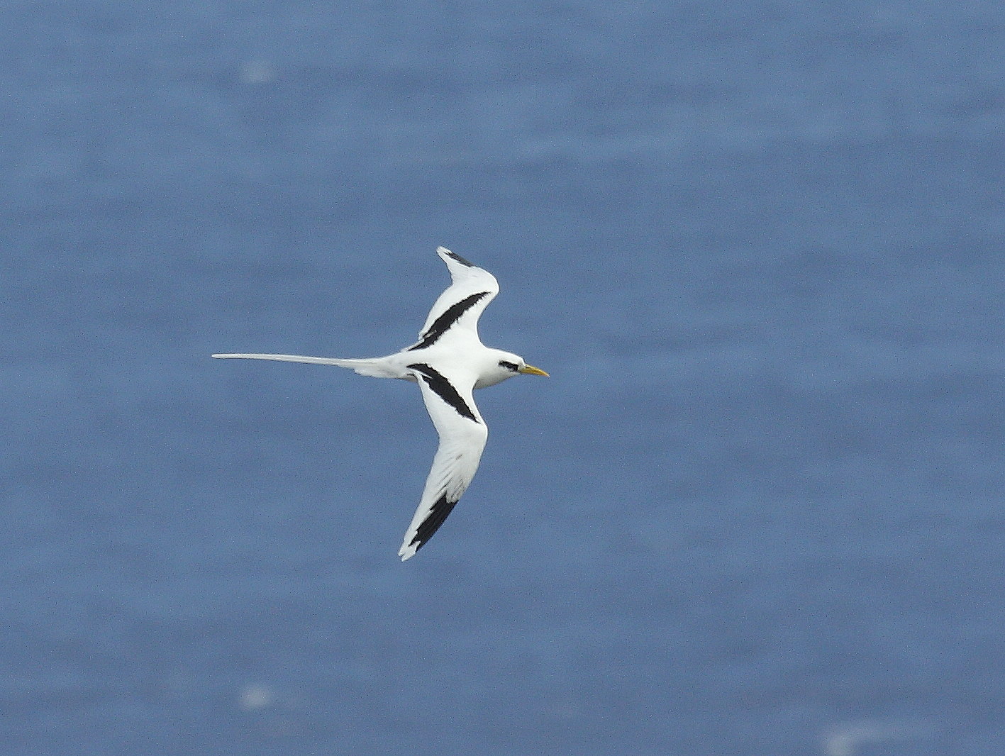 paille_en_queue_a_bec_jaune_-_phaethon_lepturus1md