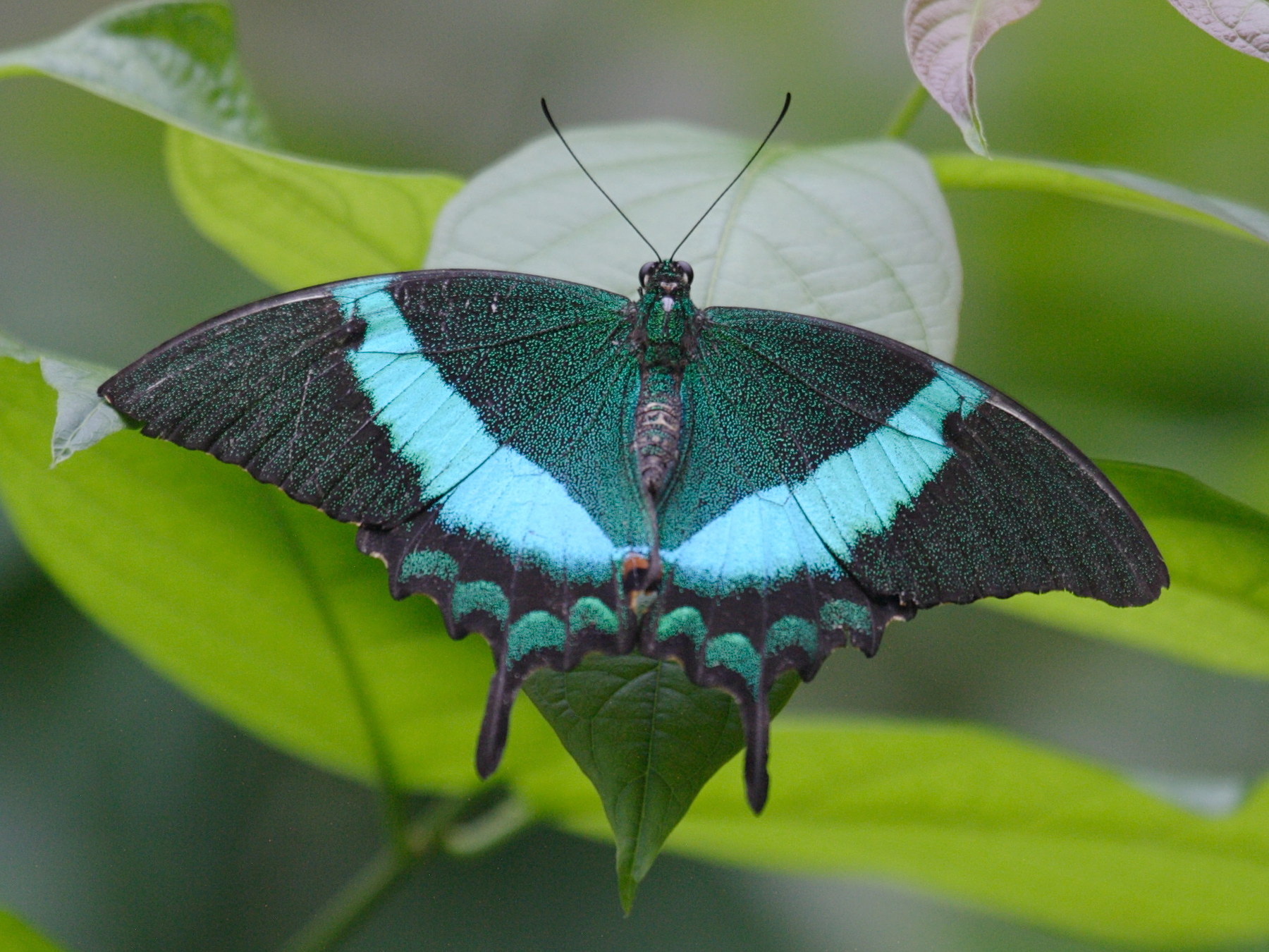 papilio_palinurus3bd