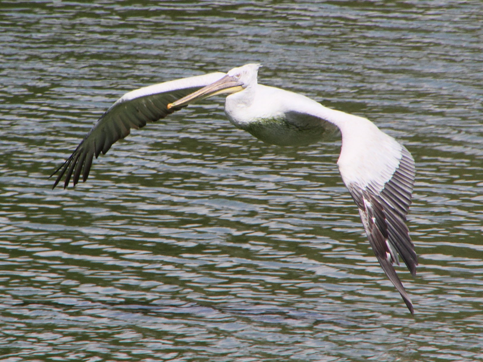 pelican_frise_-_pelecanus_crispus6md