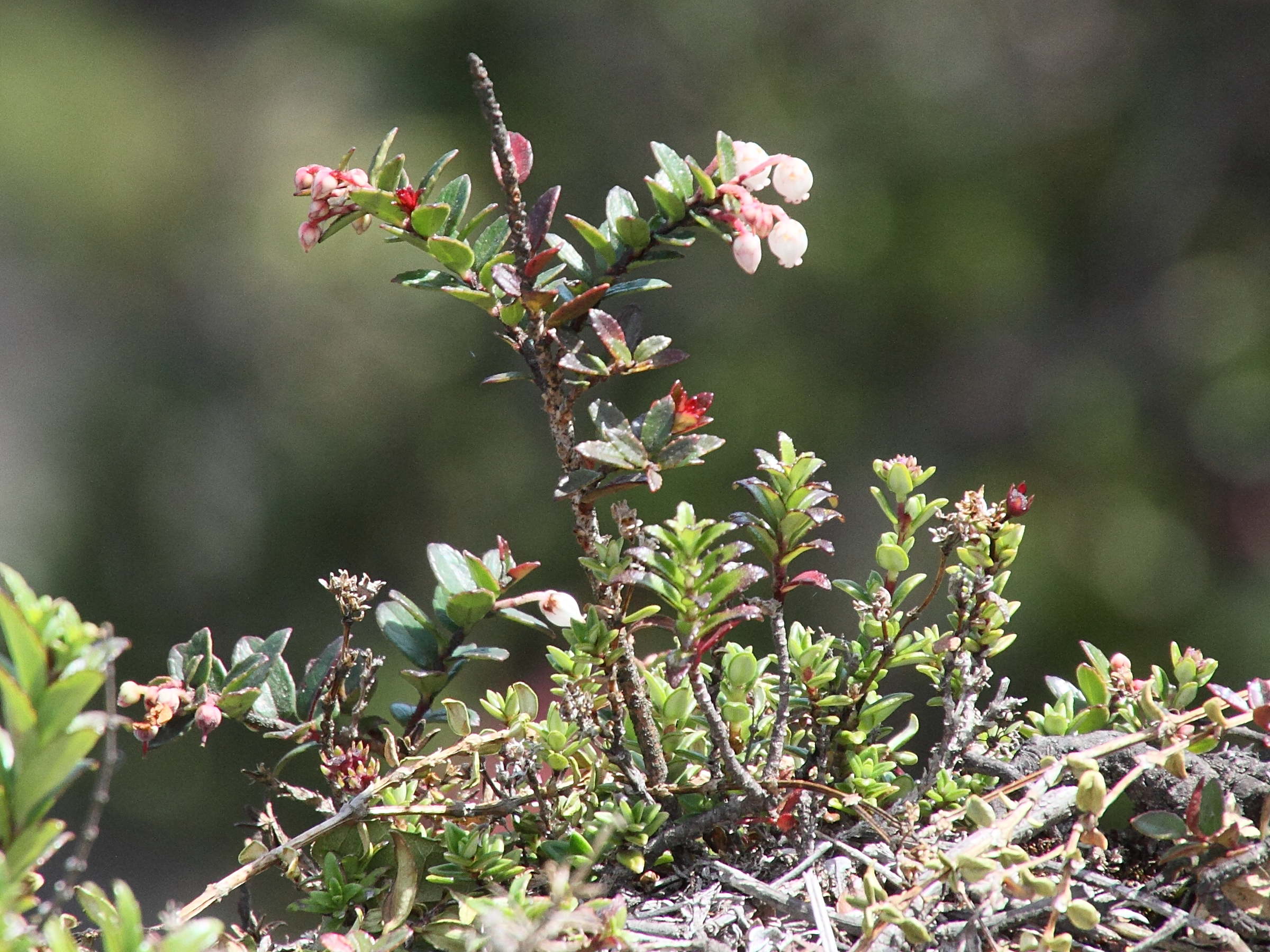 pernettya_prostrata1md