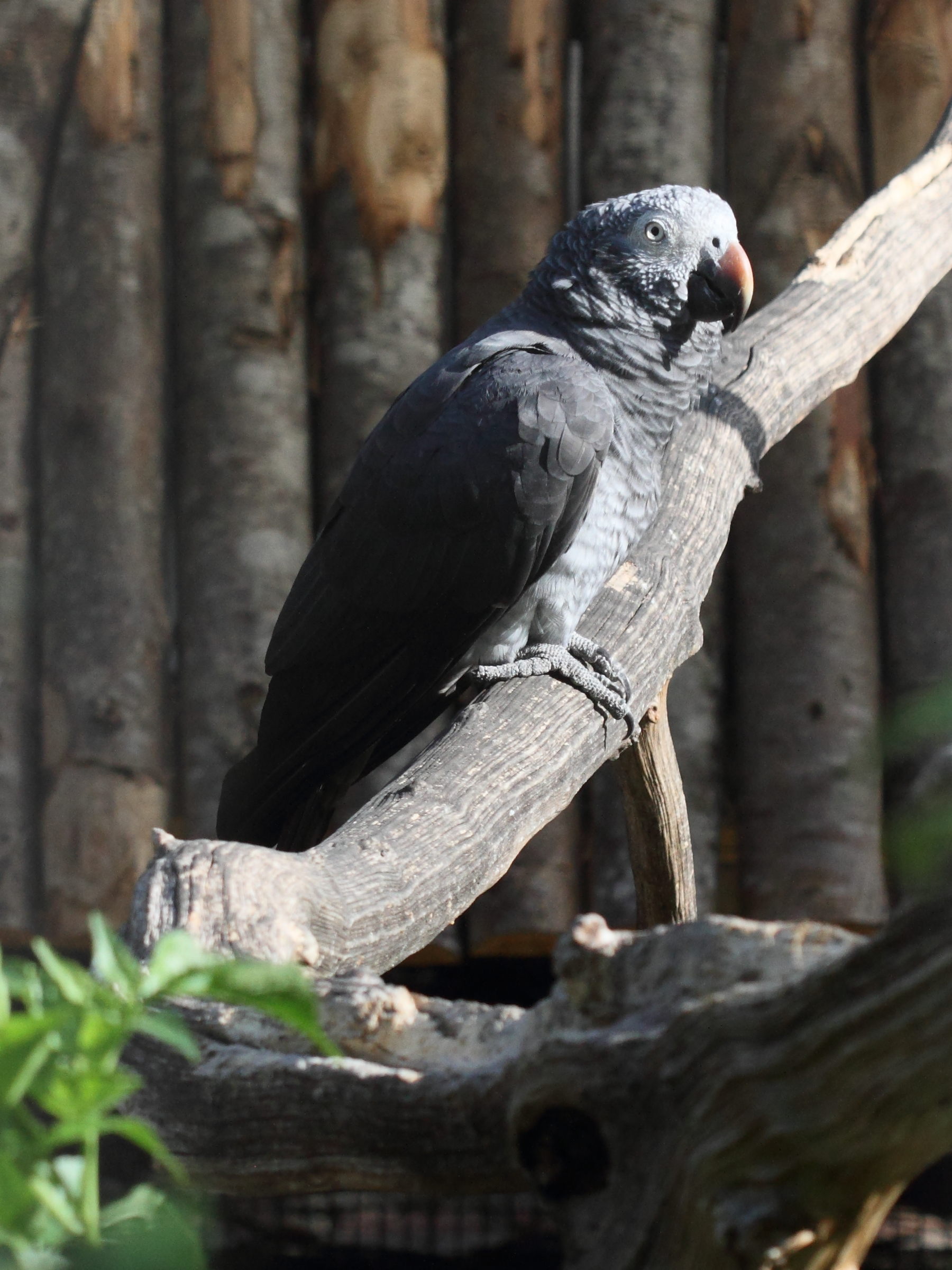 Afficher le média perroquet_gris_de_timneh_-_psittacus_erythacus_timneh1bd perroquet_gris_de_timneh_-_psittacus_erythacus_timneh1bd