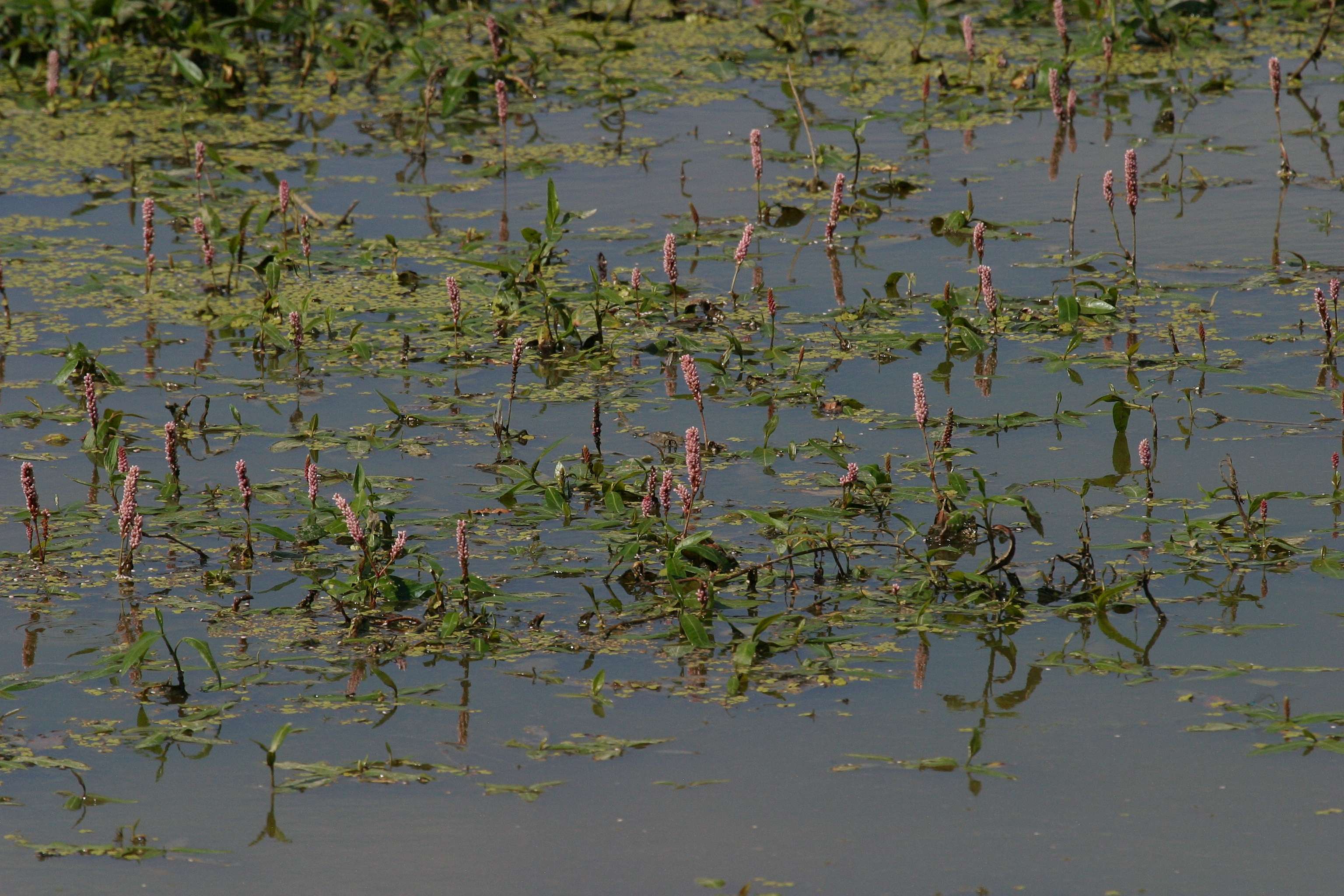 Afficher le média persicaria_amphibia3bd persicaria_amphibia3bd