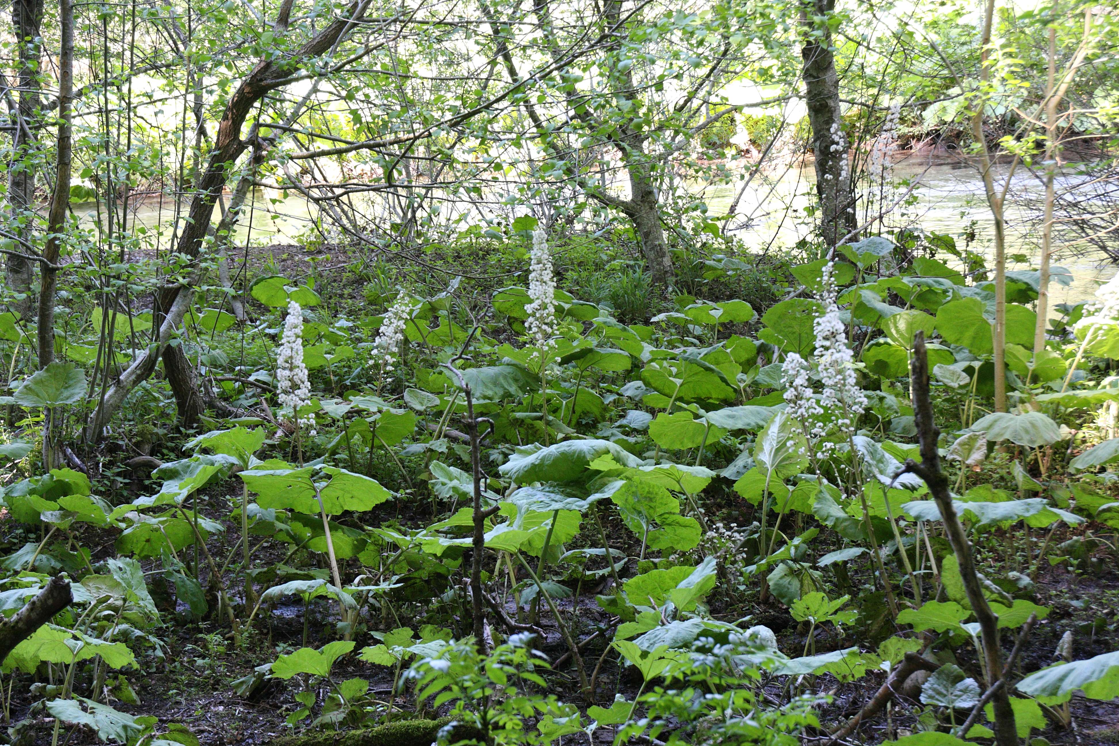 Afficher le média petasites_hybridus7bd petasites_hybridus7bd