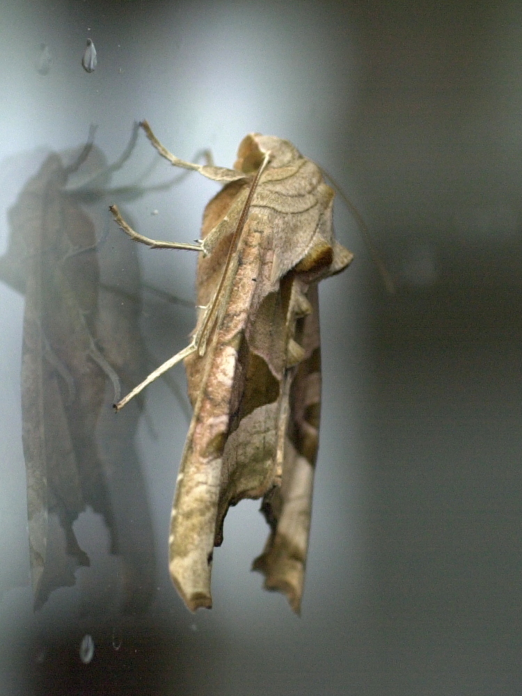 phlogophora_meticulosa4md