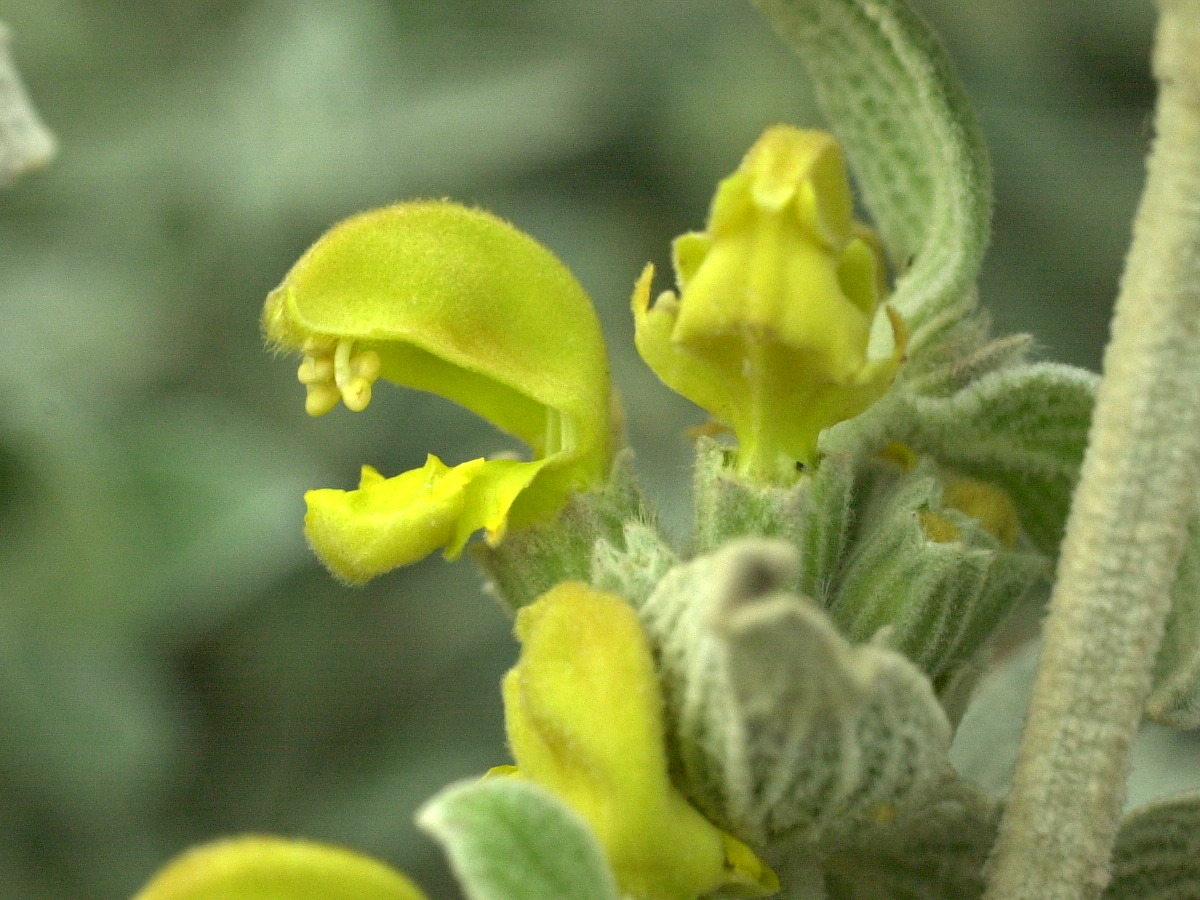 Afficher le média phlomis_fruticosa4md phlomis_fruticosa4md