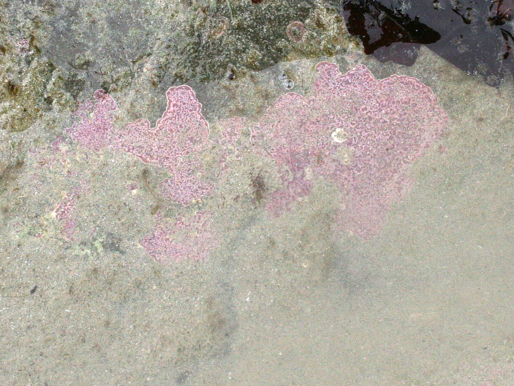 Afficher le média phymatolithon_lenormandii2md phymatolithon_lenormandii2md