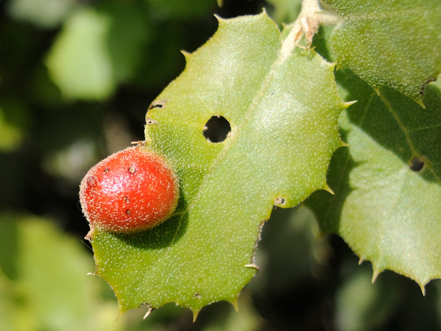 Afficher le média plagiotrochus_australis_galle3md plagiotrochus_australis_galle3md