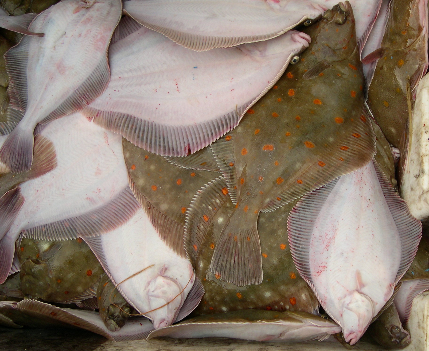 Afficher le média pleuronectes_platessa2md pleuronectes_platessa2md