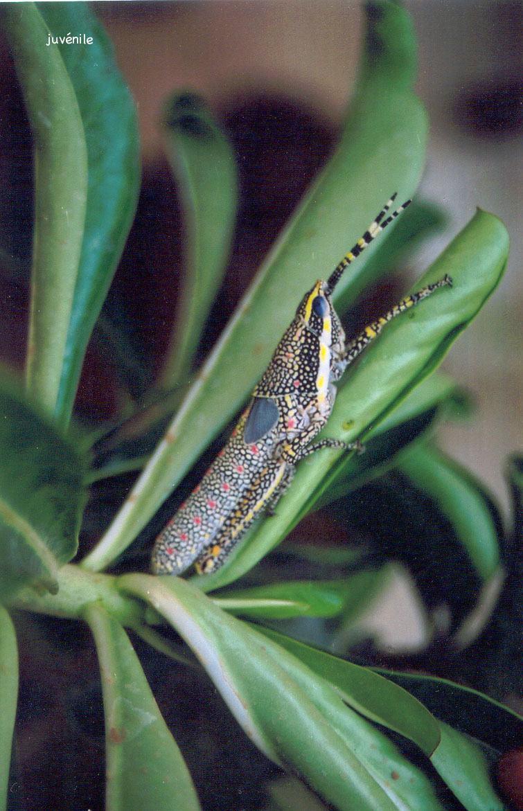 poekilocerus_pictus1gc