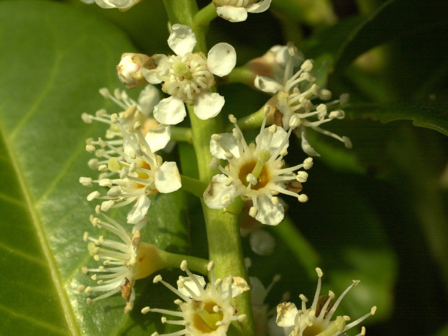 prunus_laurocerasus3amd