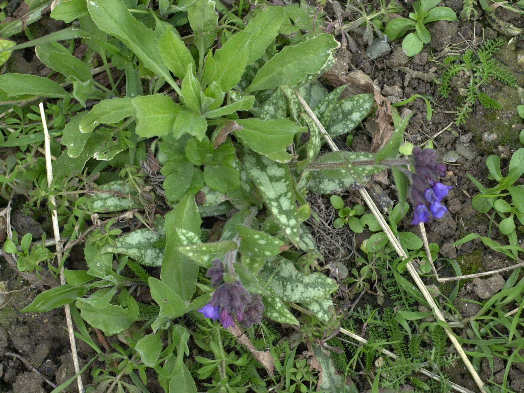 pulmonaria_longifolia1md