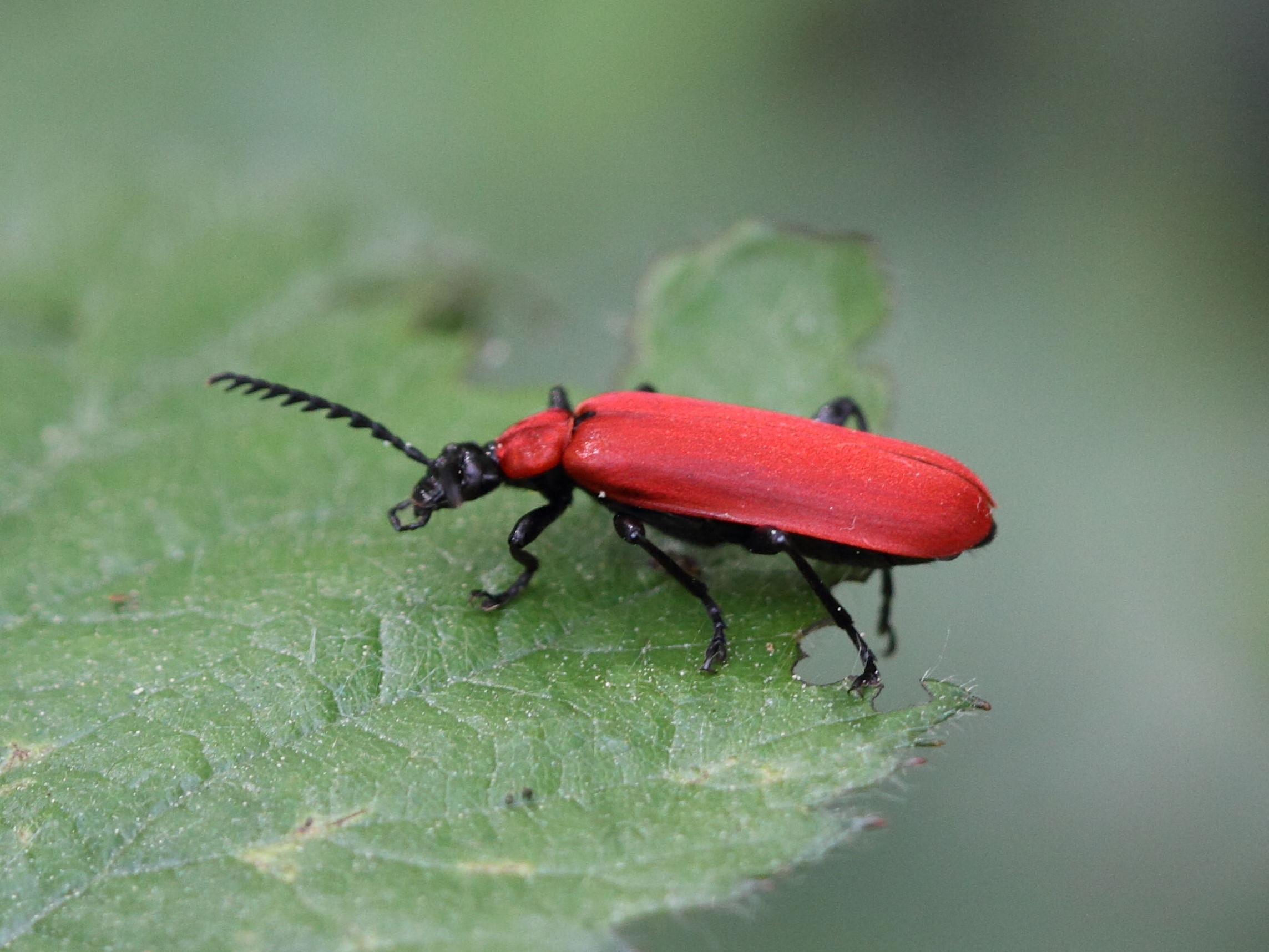pyrochroa_coccinea2bd