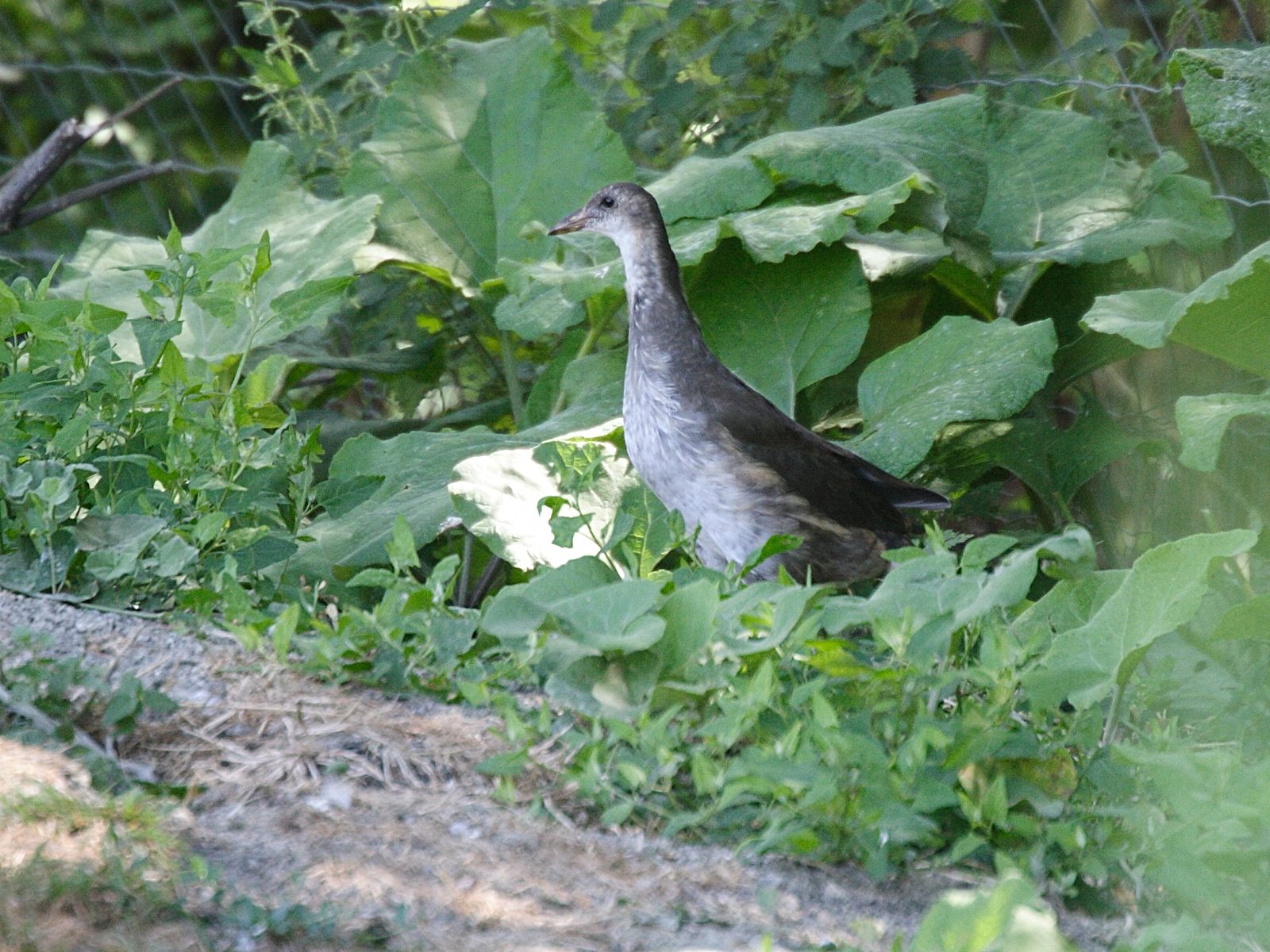 rale_ypecaha_-_aramides_ypecaha2md