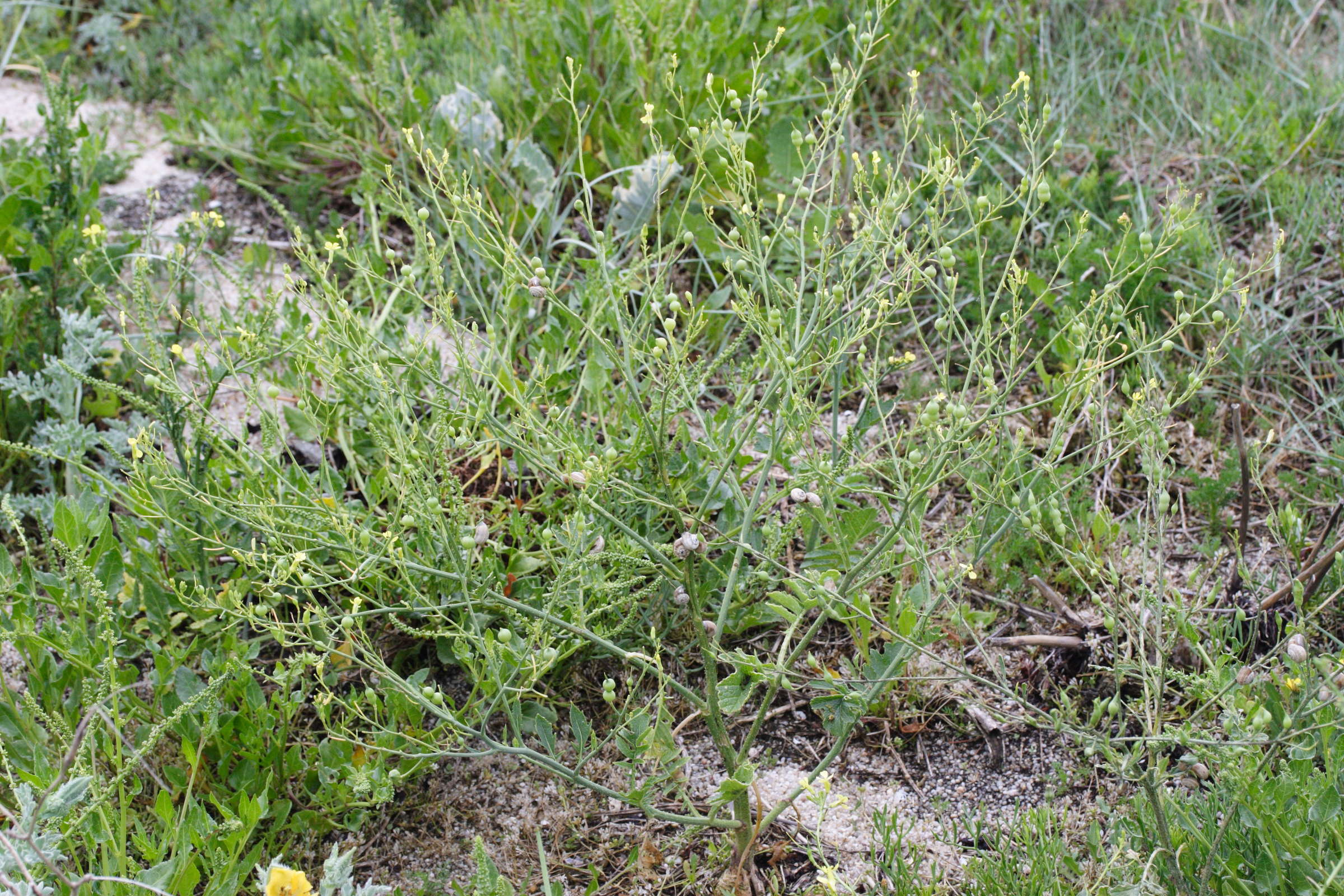 Afficher le média raphanus_raphanistrum_landra4md raphanus_raphanistrum_landra4md