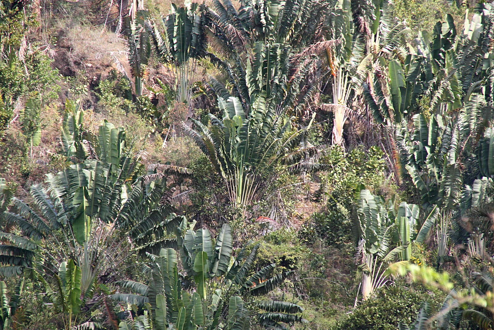 ravenala_madagascariensis9md