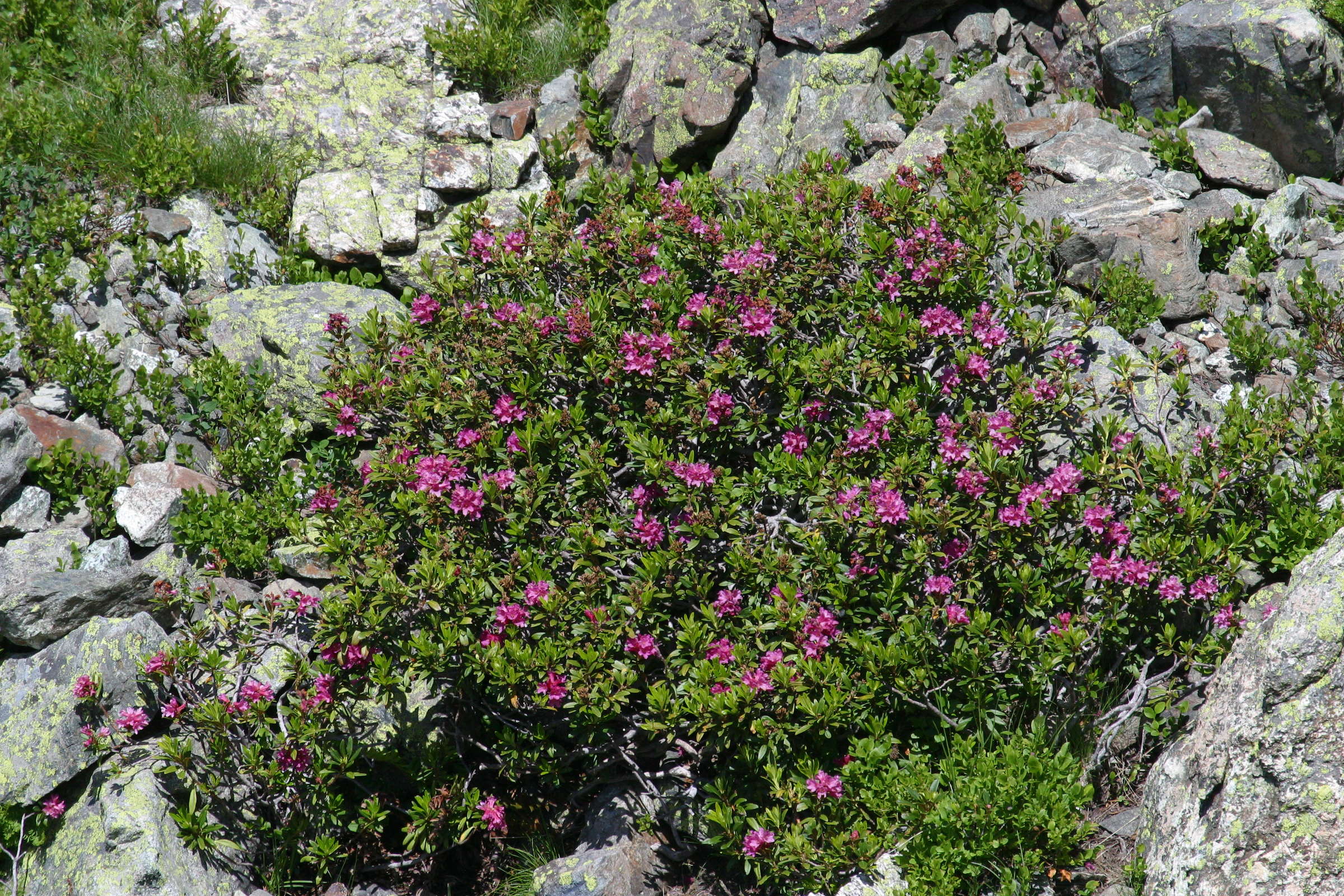 Afficher le média rhododendron_ferrugineum2bd rhododendron_ferrugineum2bd