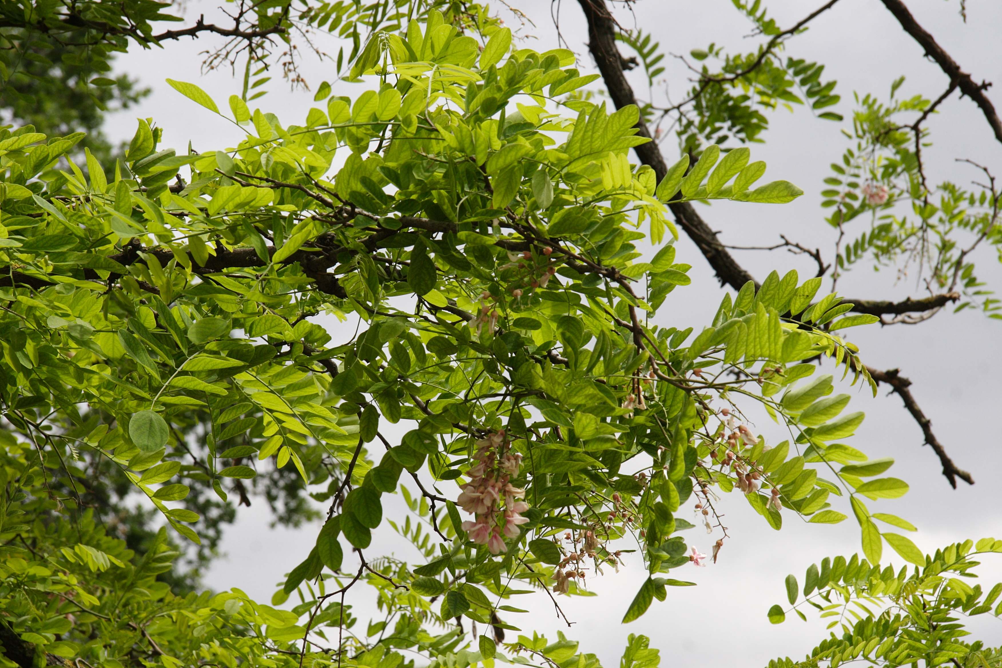 robinia_x_ambigua2md