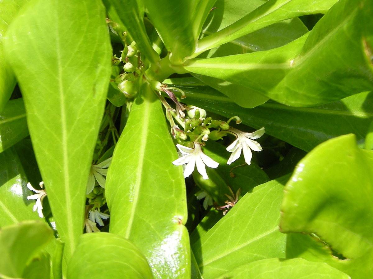 scaevola_plumieri2md